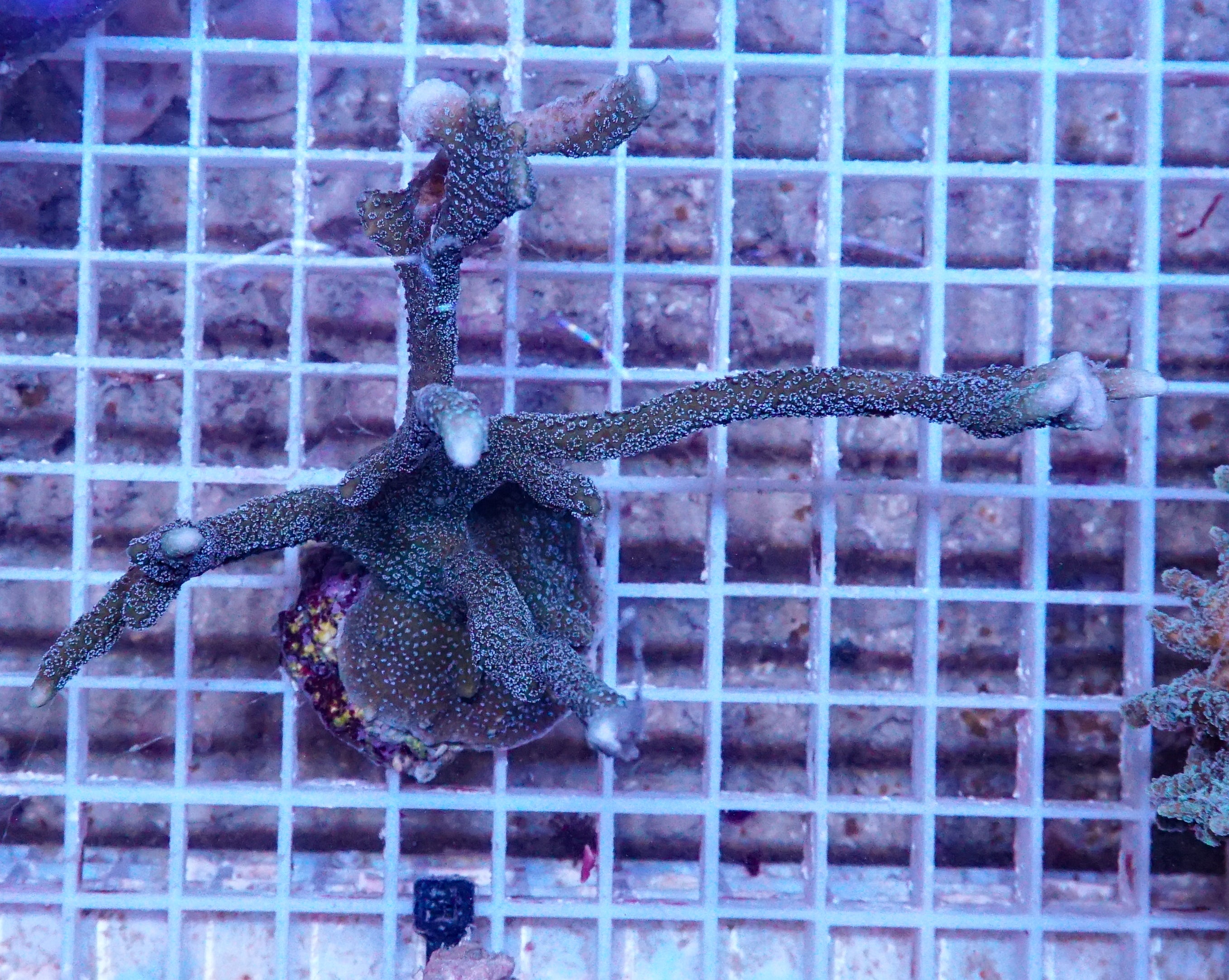 Montipora gaimardi XXL