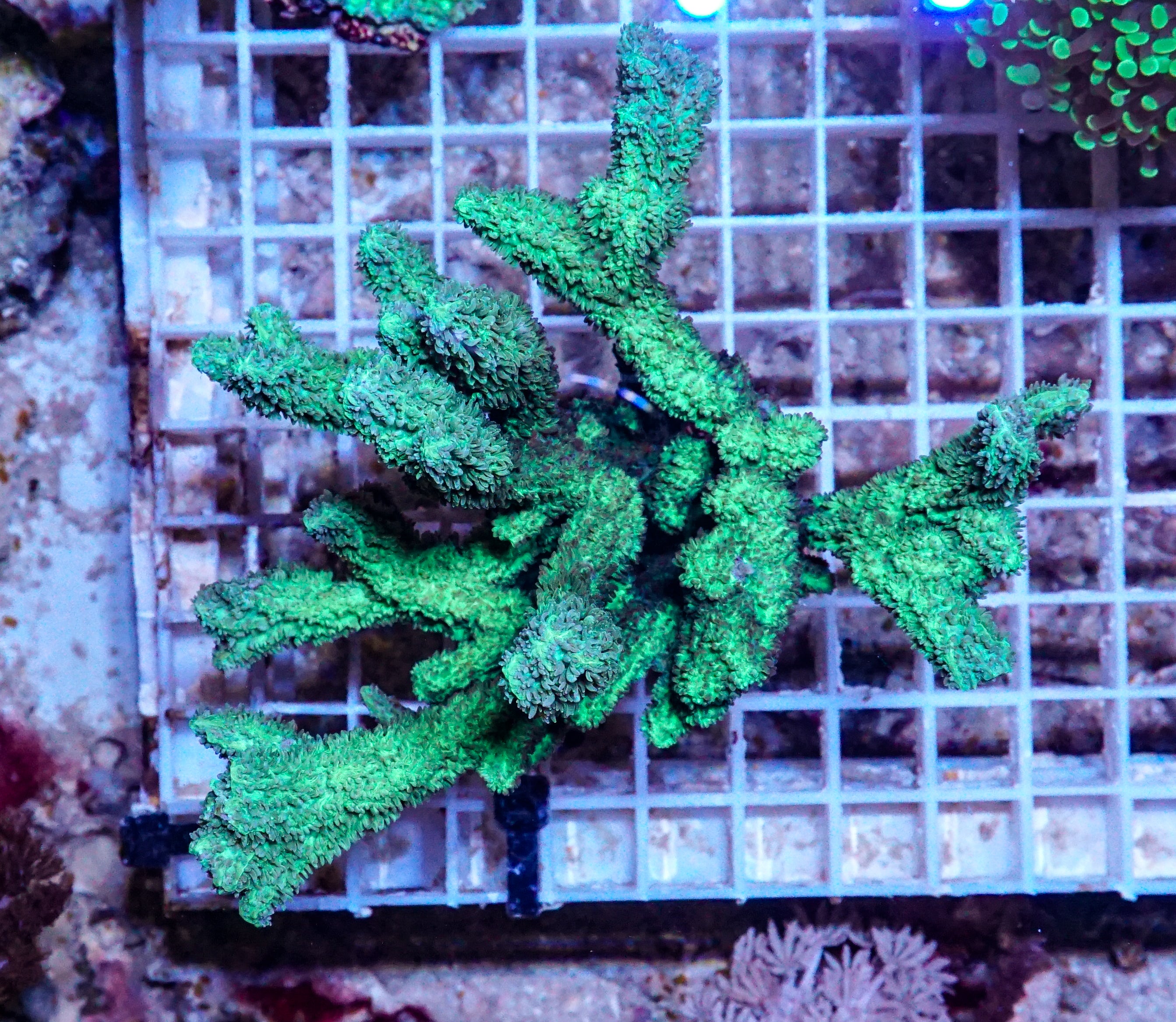 Hydnophora rigida XXL