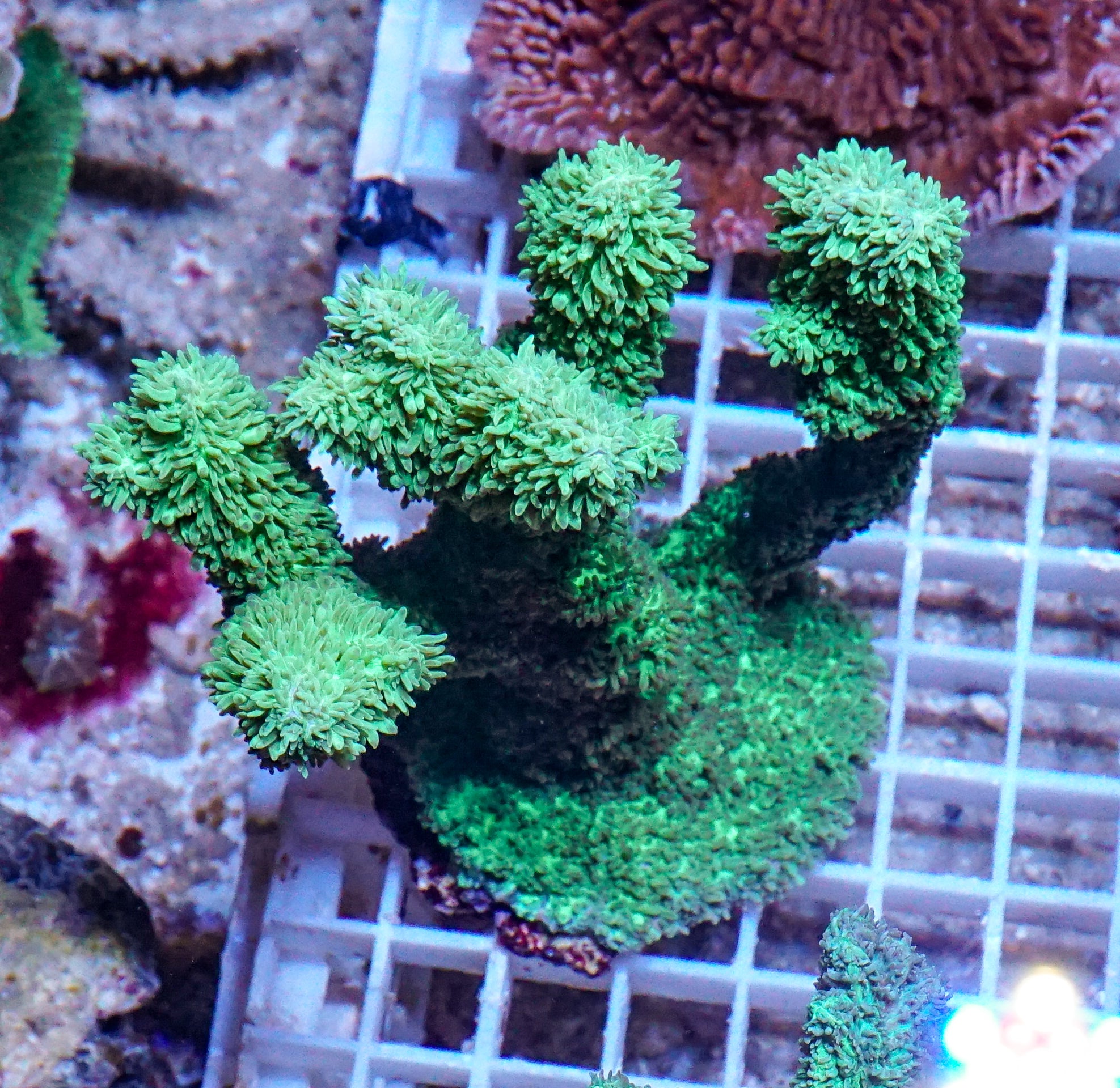 Hydnophora rigida XXL