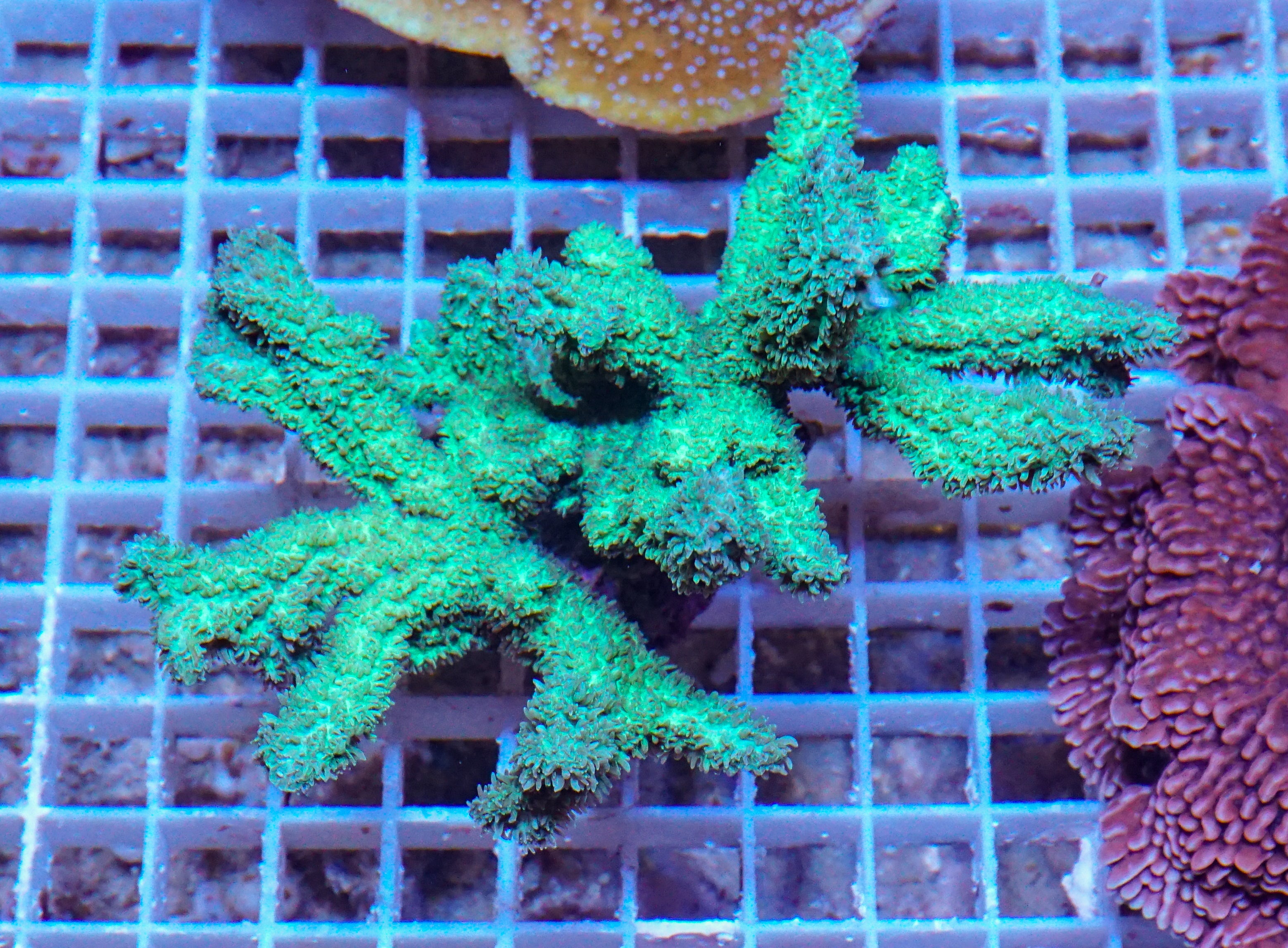 Hydnophora rigida XXL