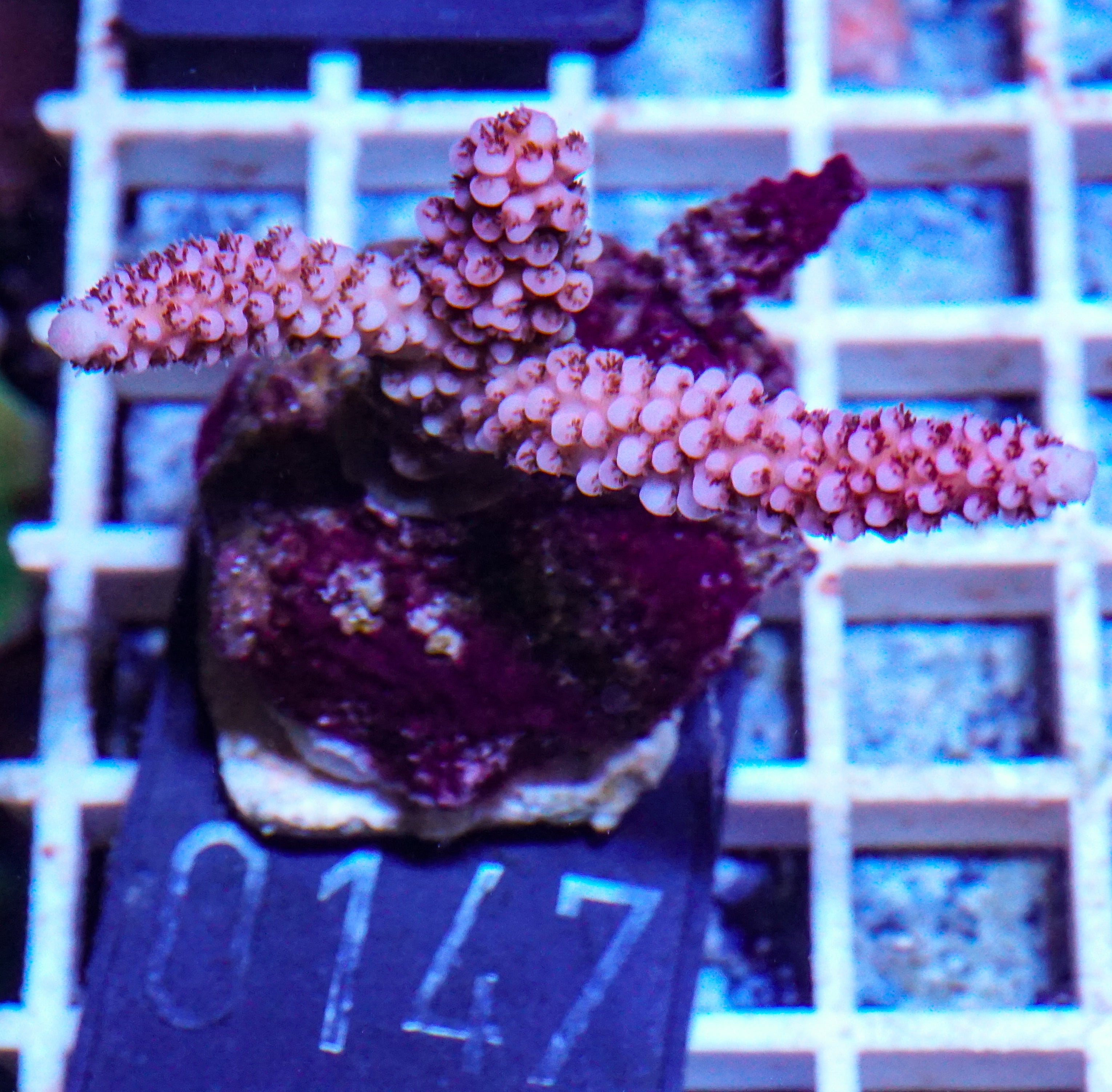 Acropora vermiculata „red jacket“