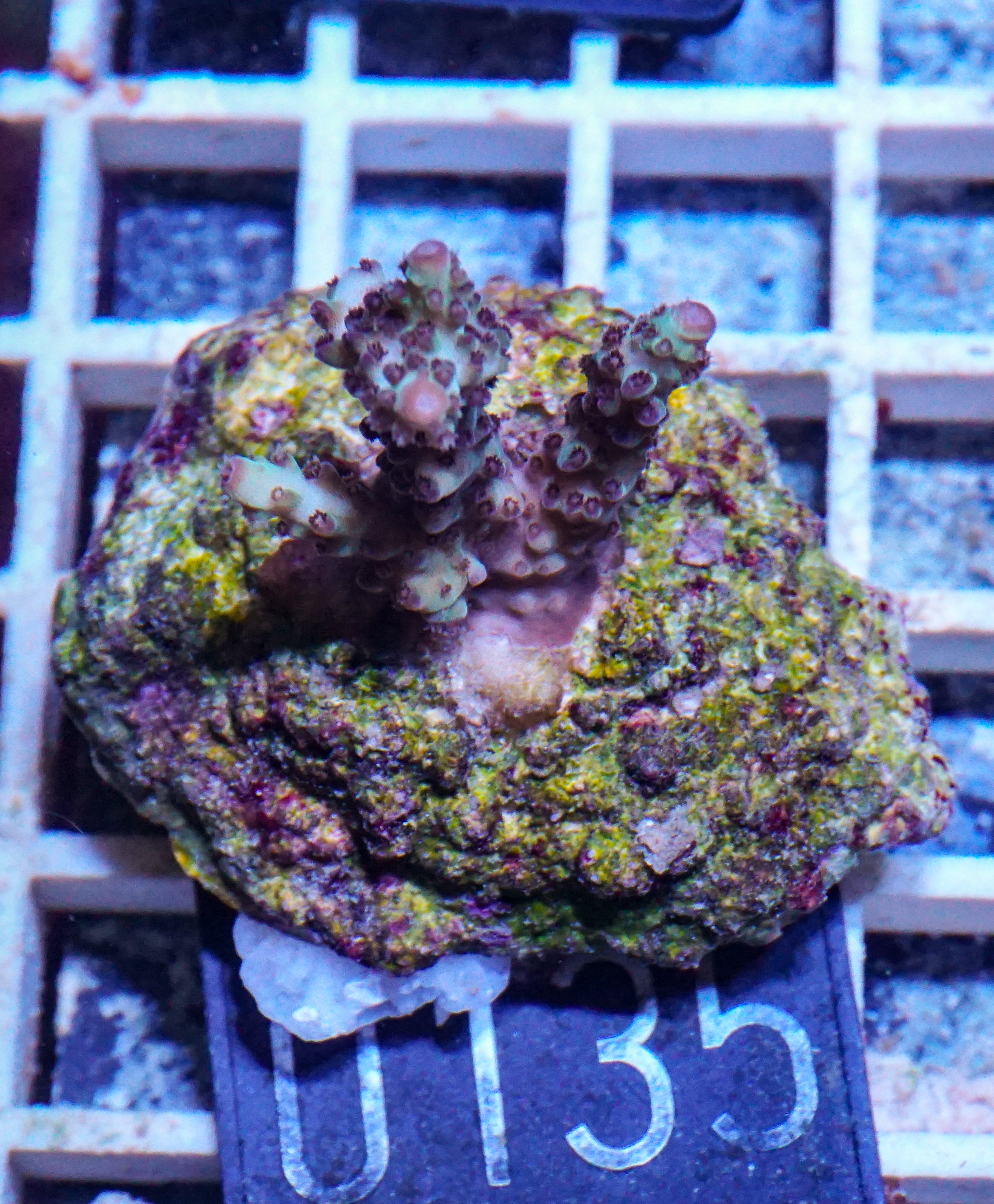 Acropora massawensis „false strawberry-shortcake“