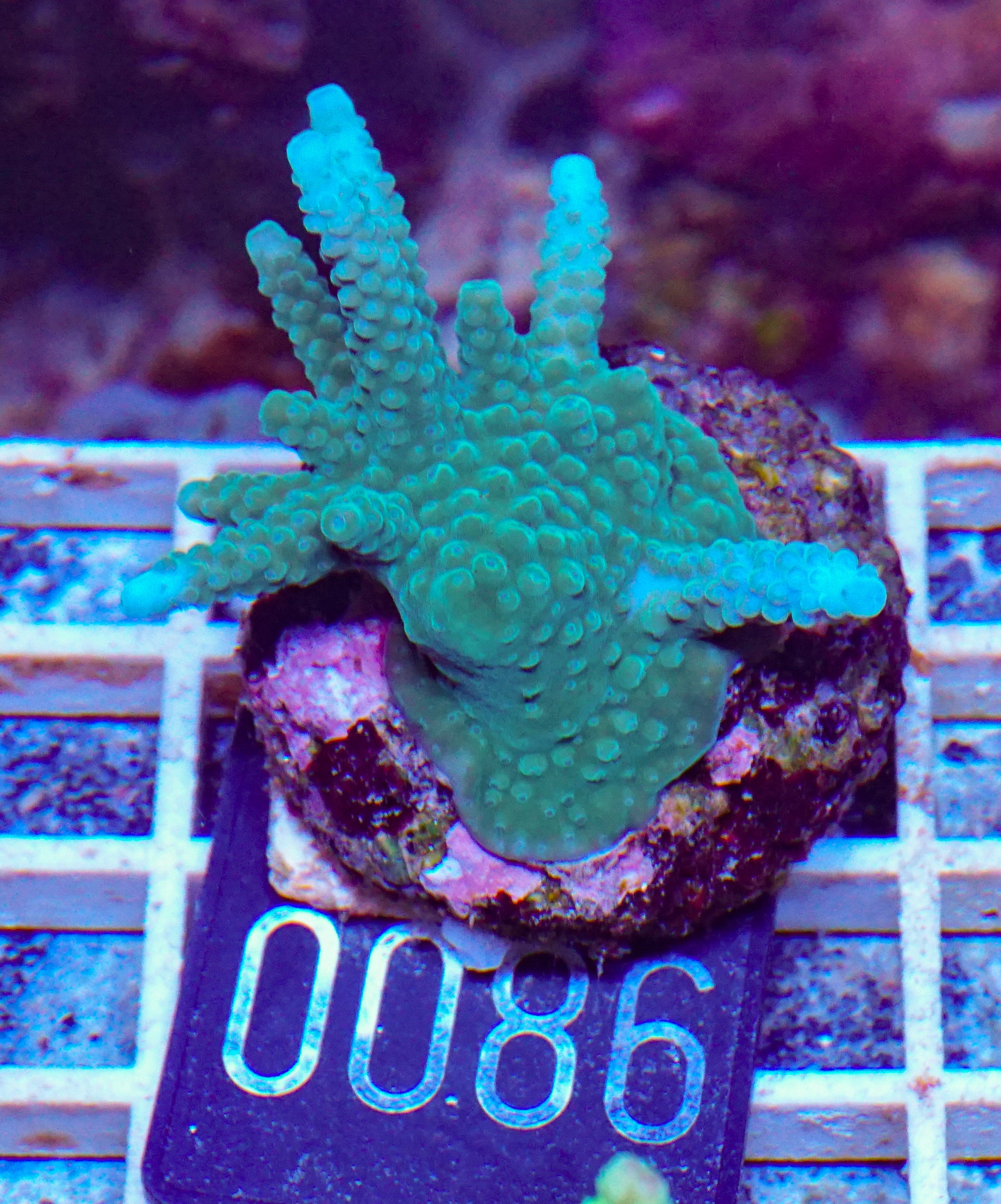 Acropora formosa