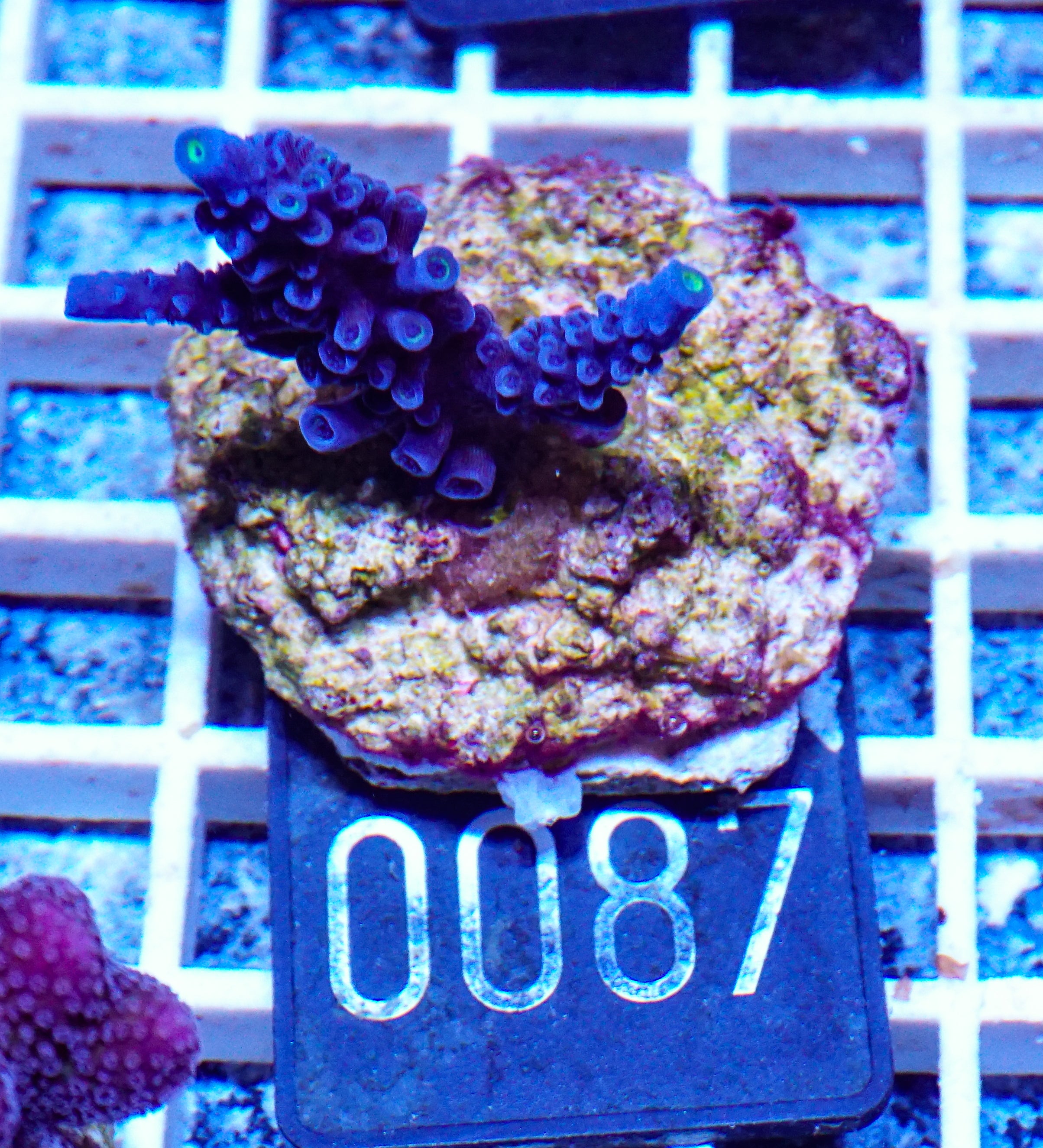 Acropora hoeskmai „blue robin“