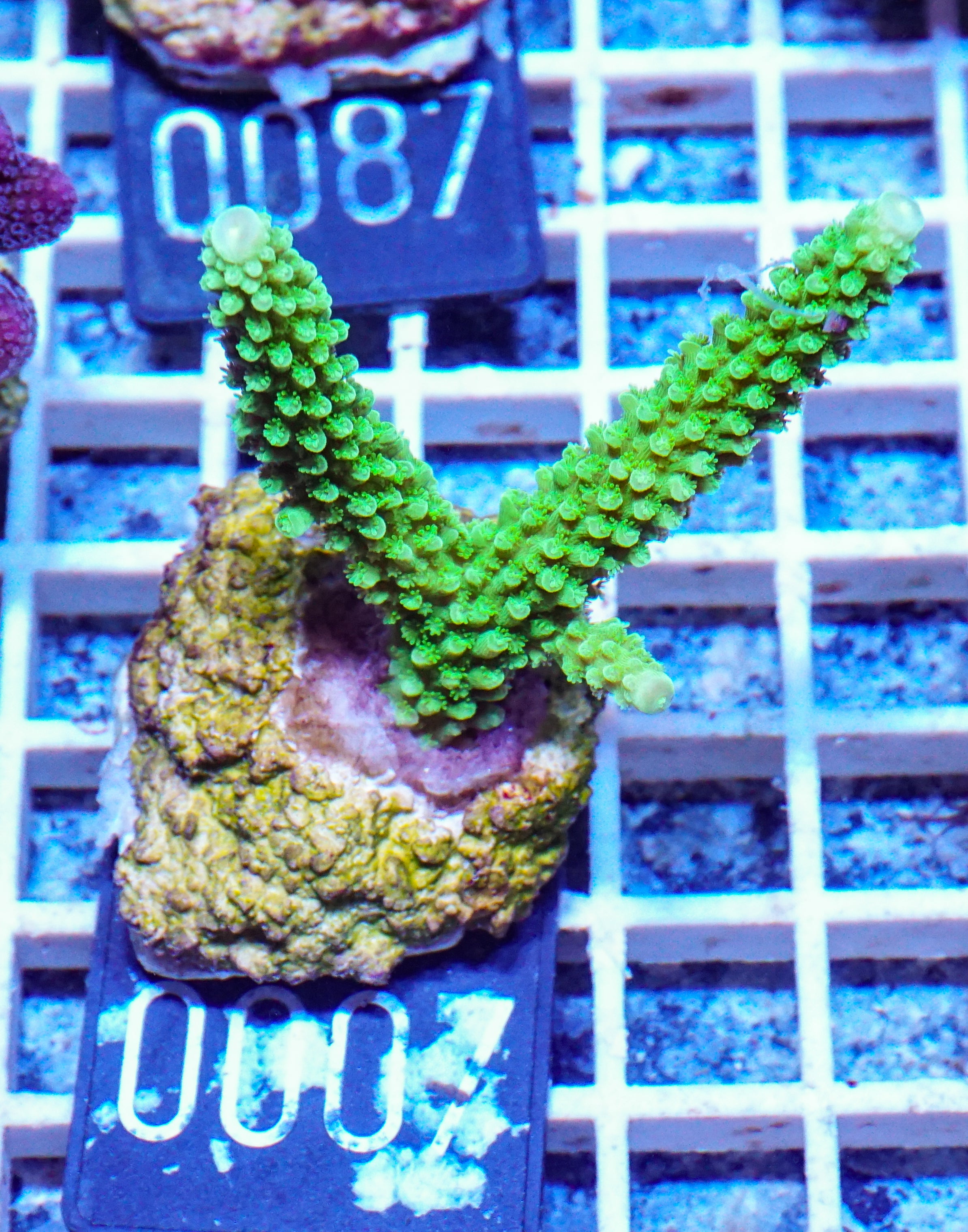 Acropora tumida "Enzmann"