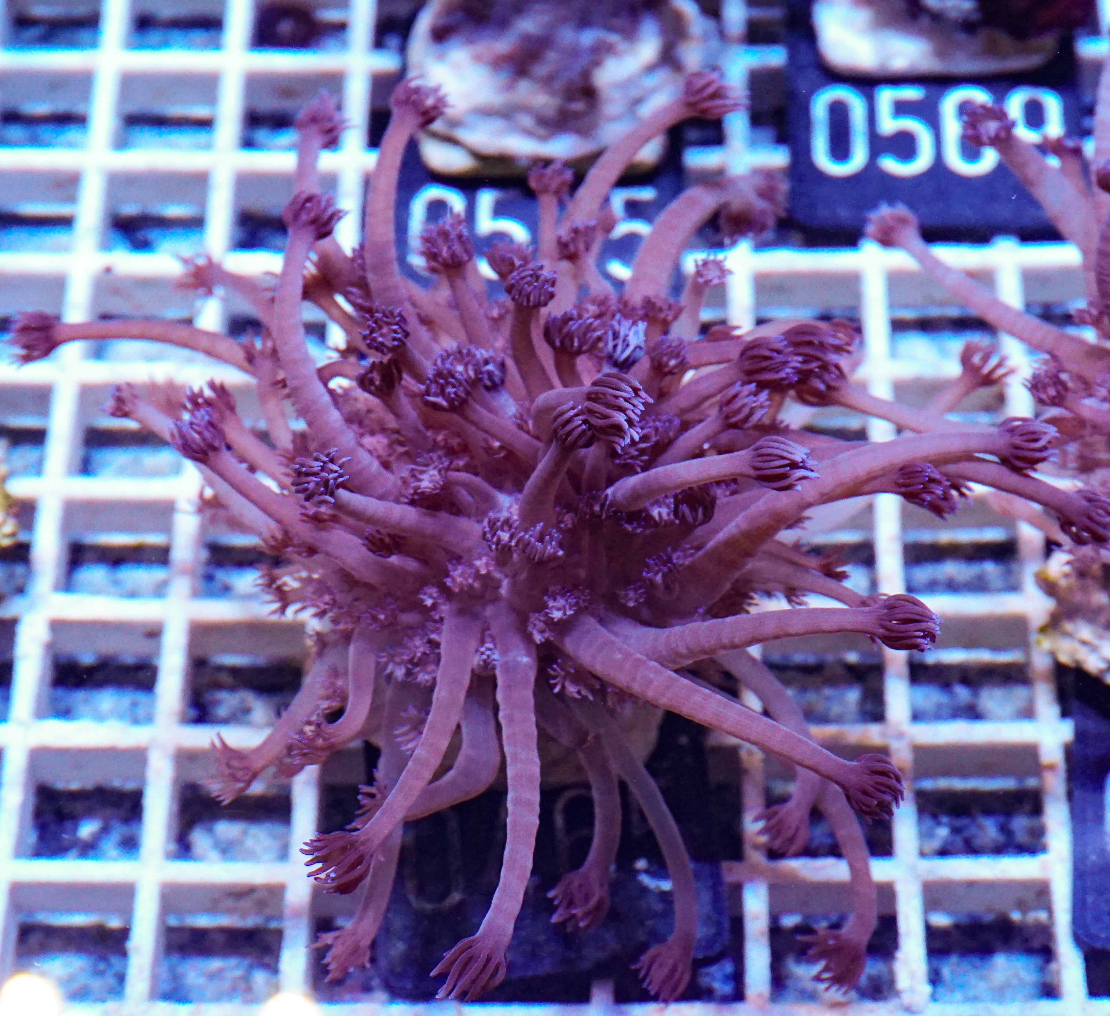 Goniopora lobata "lila"