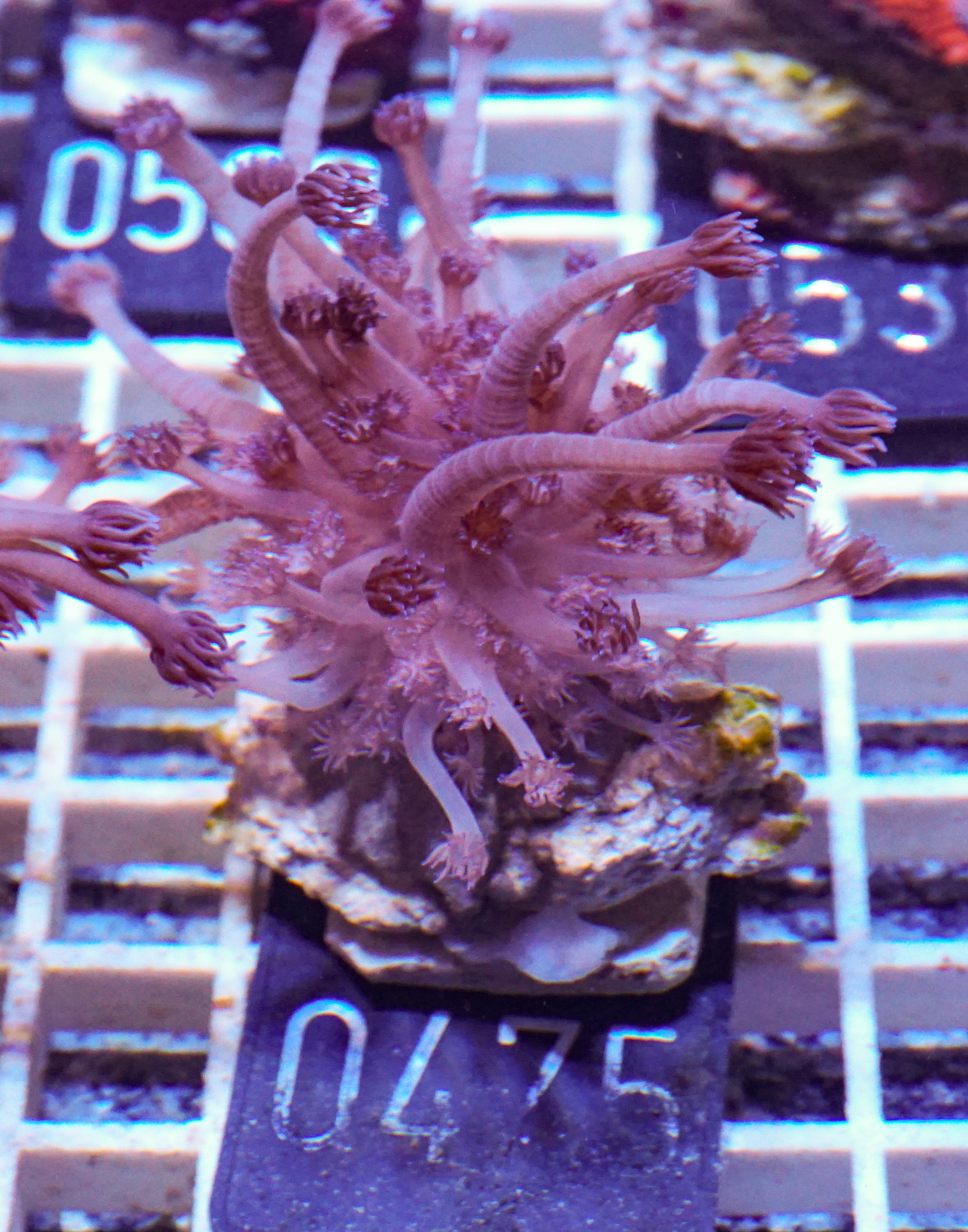 Goniopora lobata "lila"