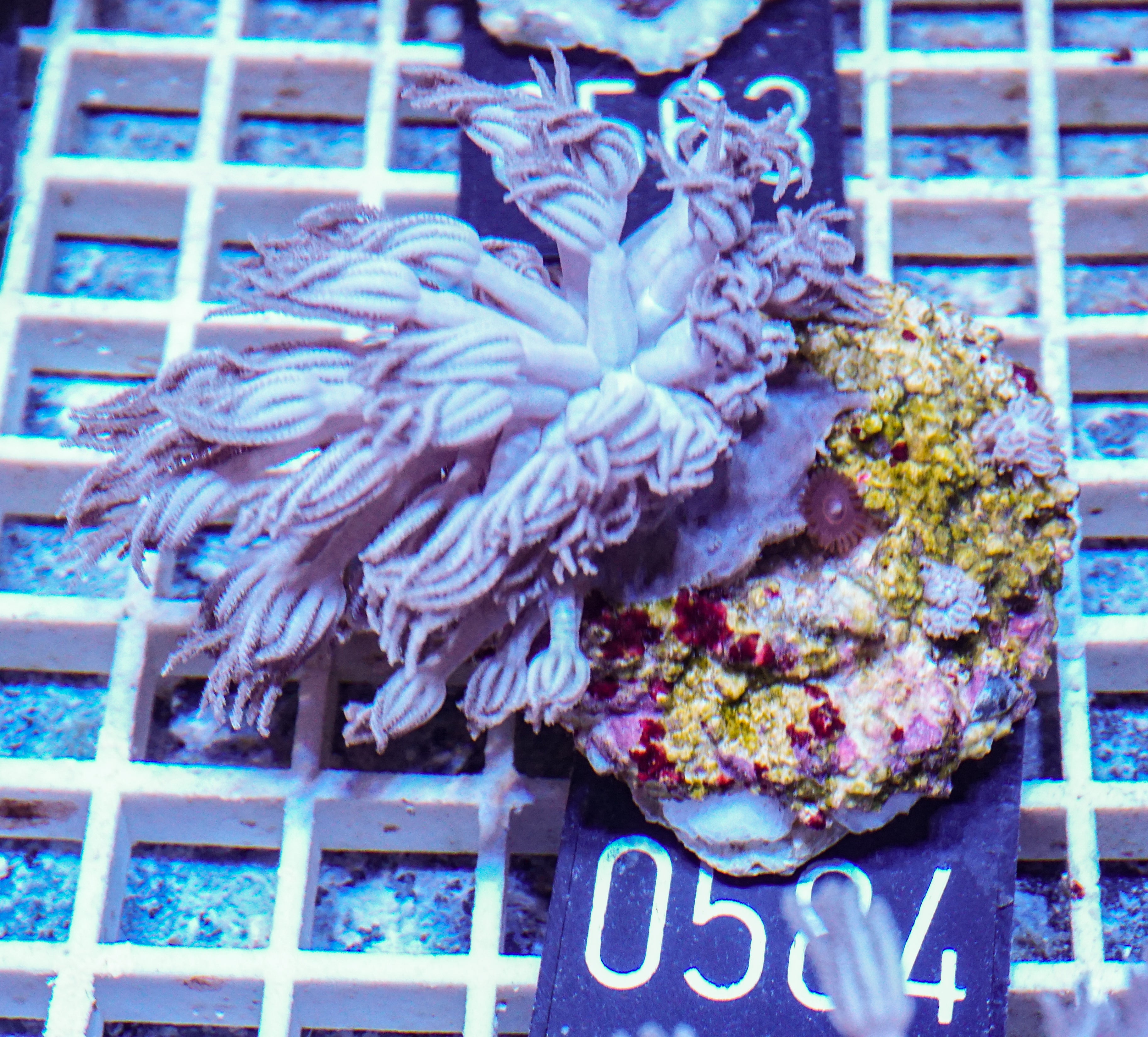 Xenia hicksoni „Kugelkopf Xenia“