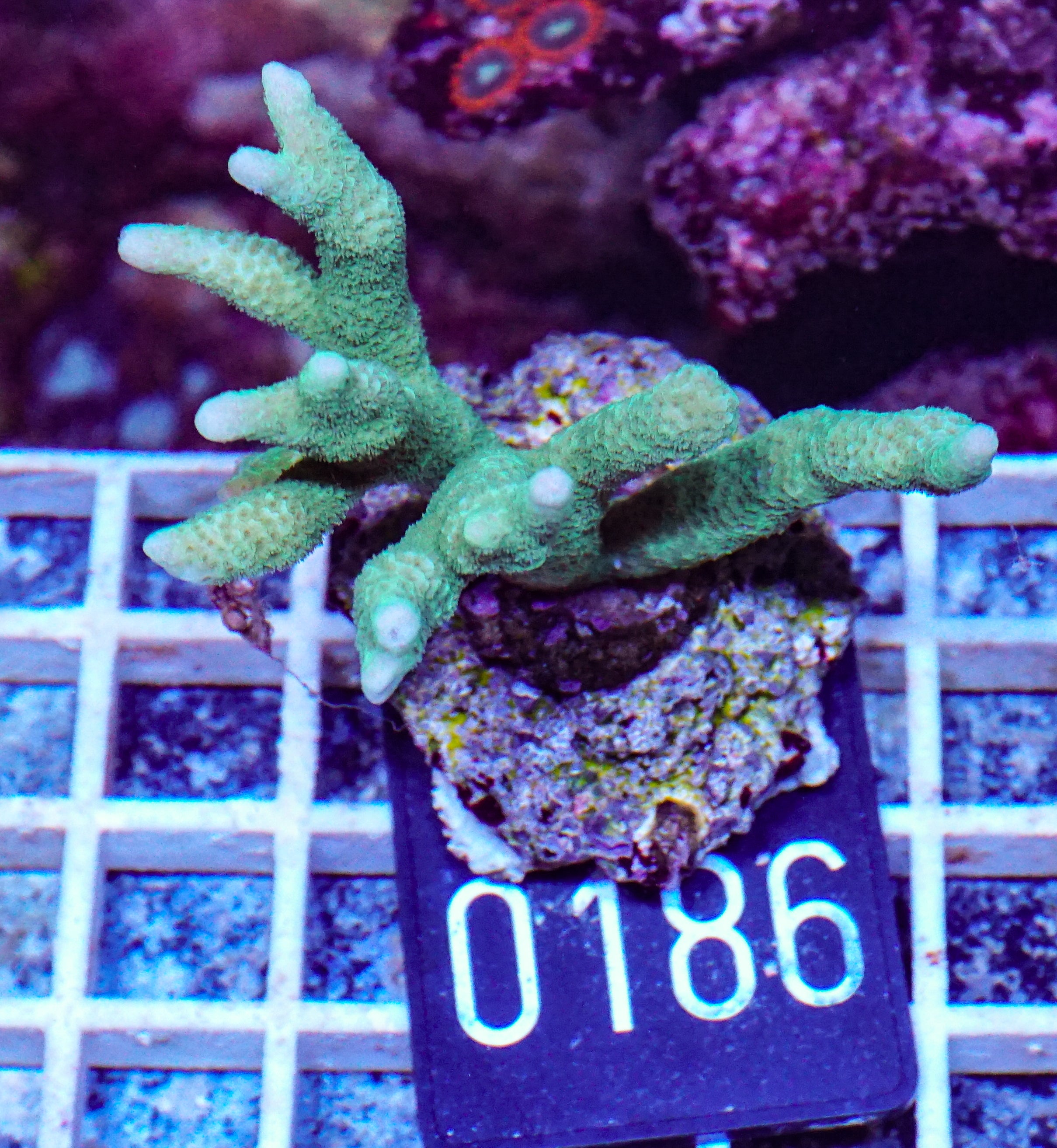 Montipora digitata grün