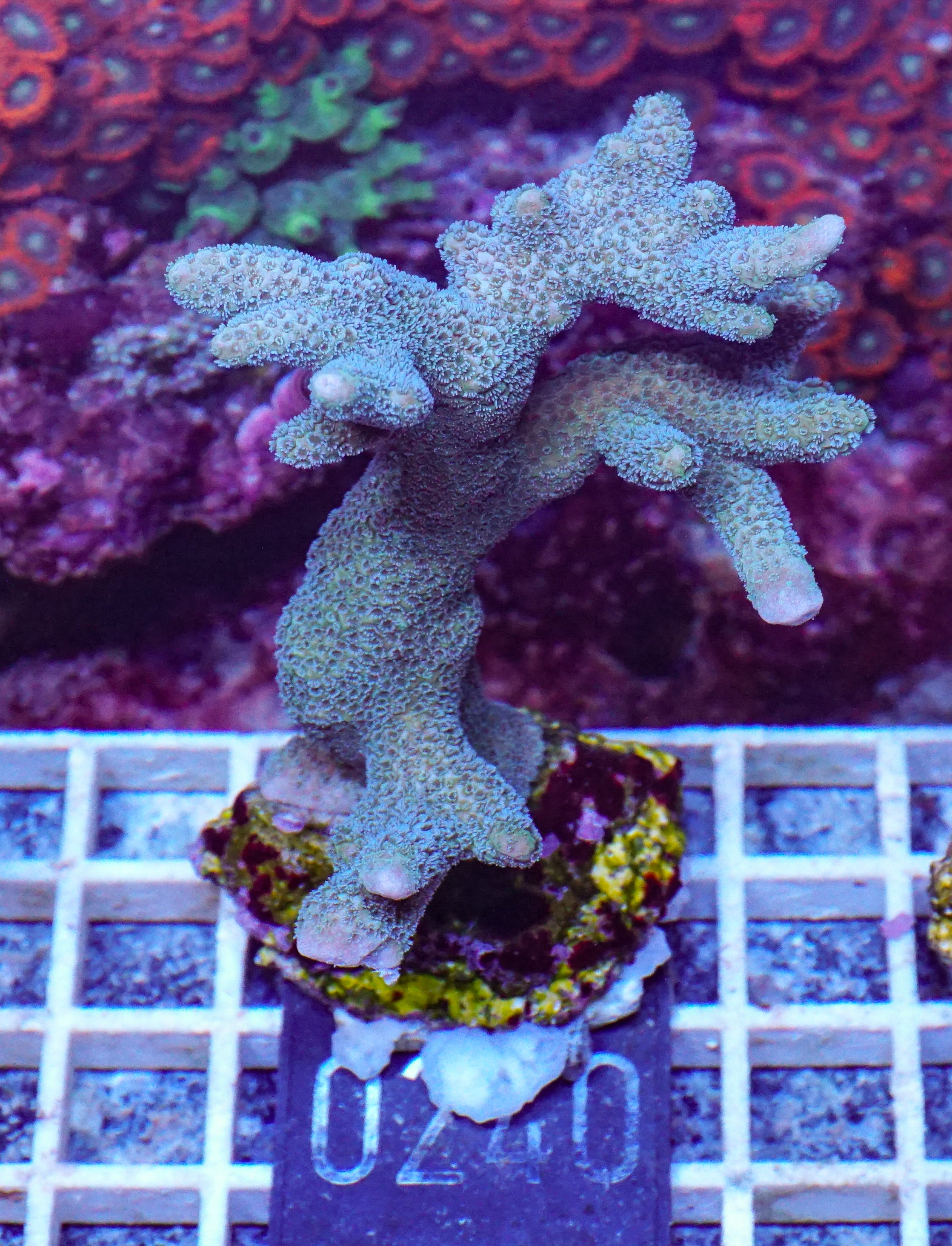 Montipora gaimardi