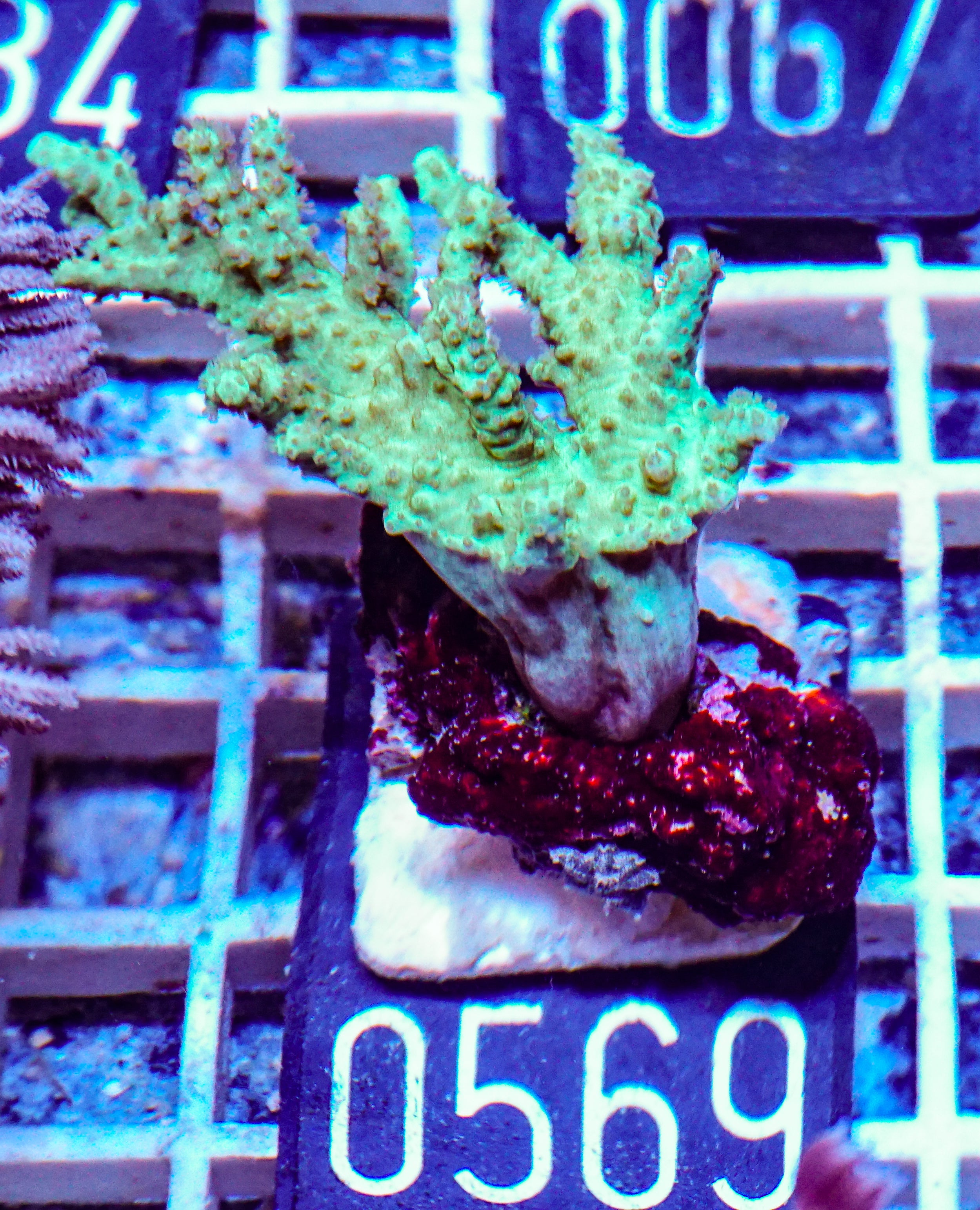 Sinularia/ Sclerophytum sp. „grün“