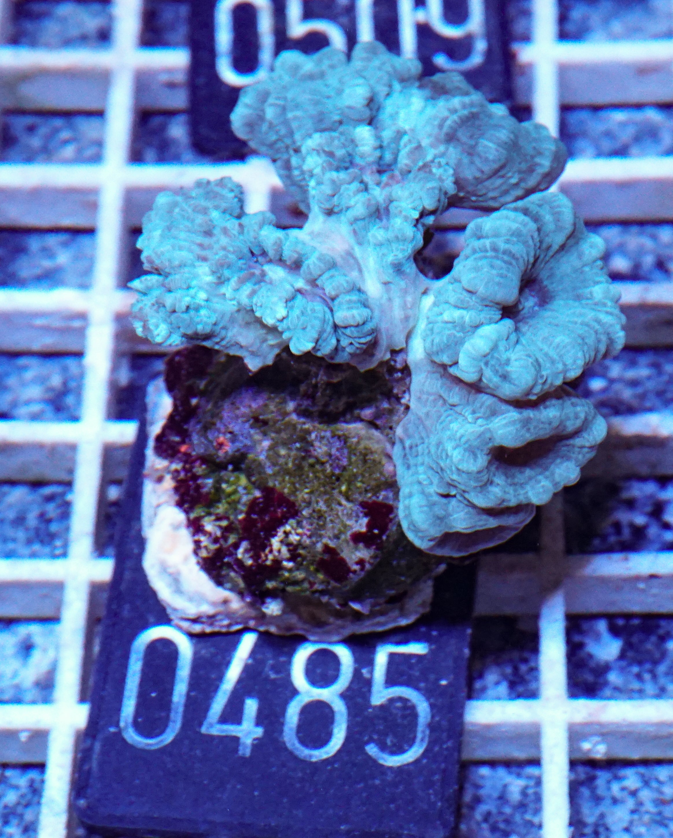 Caulastraea furcata "blau"