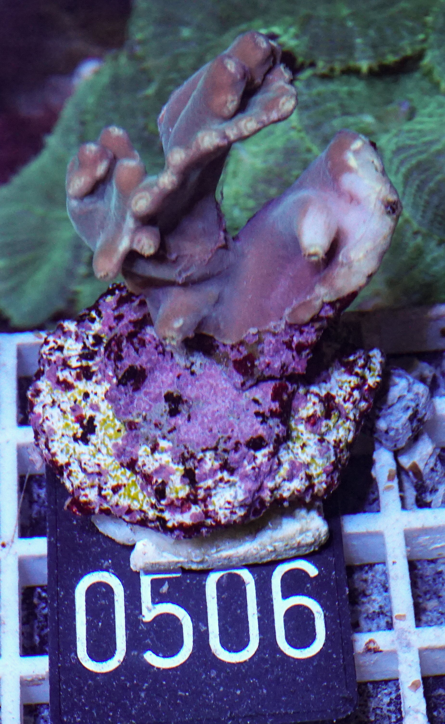 Turbinaria heronensis "rare"