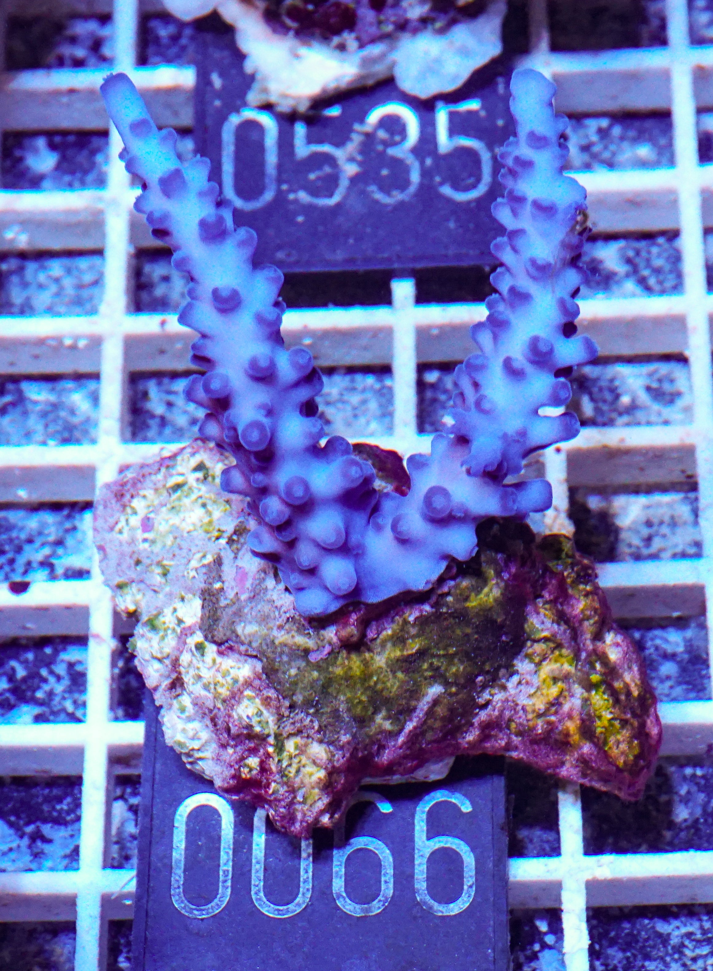 Acropora gomezi