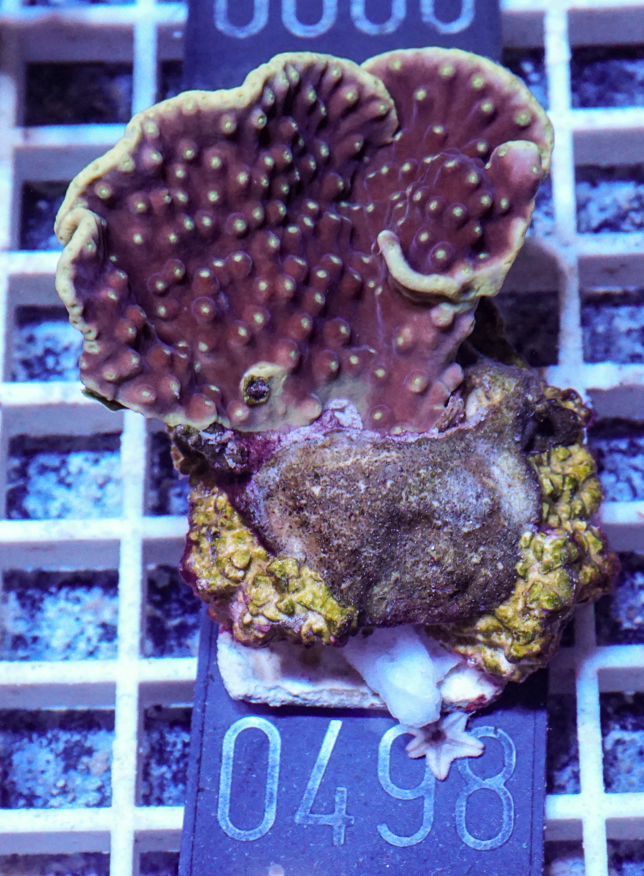 Turbinaria mesenterina