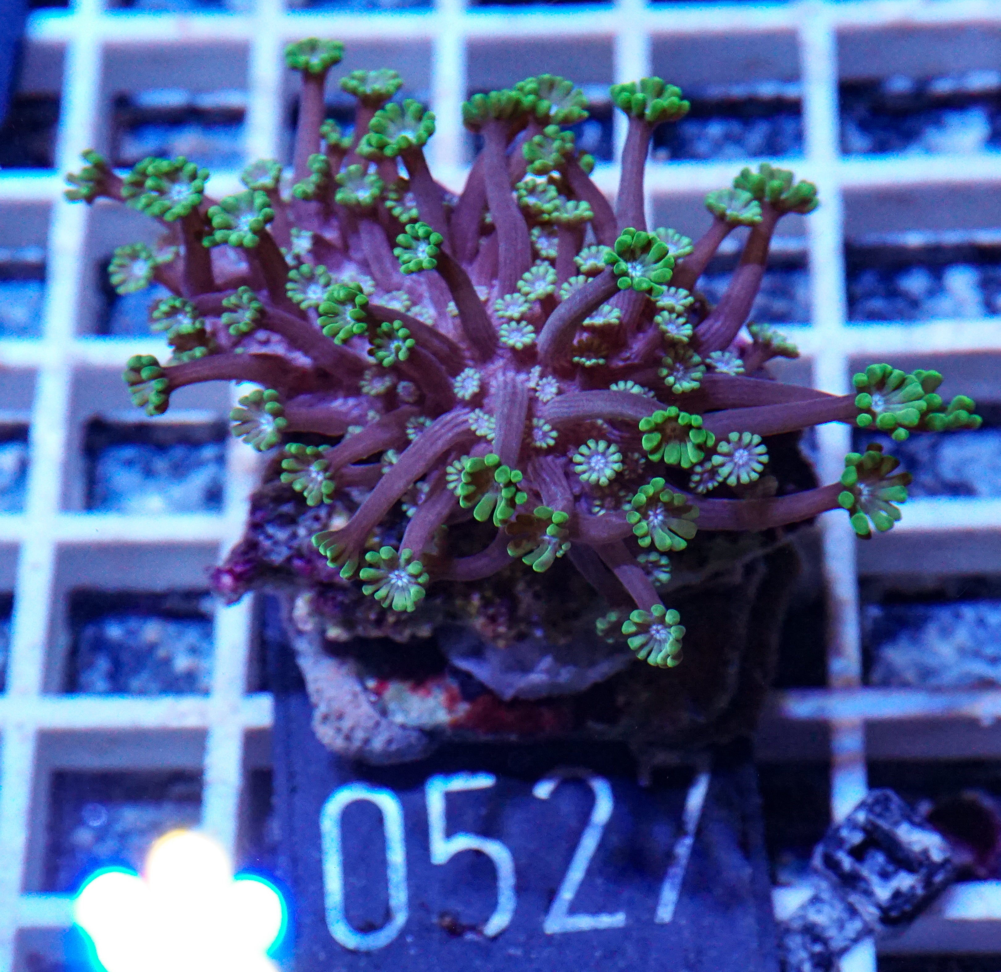 Alveopora sp. "grün"