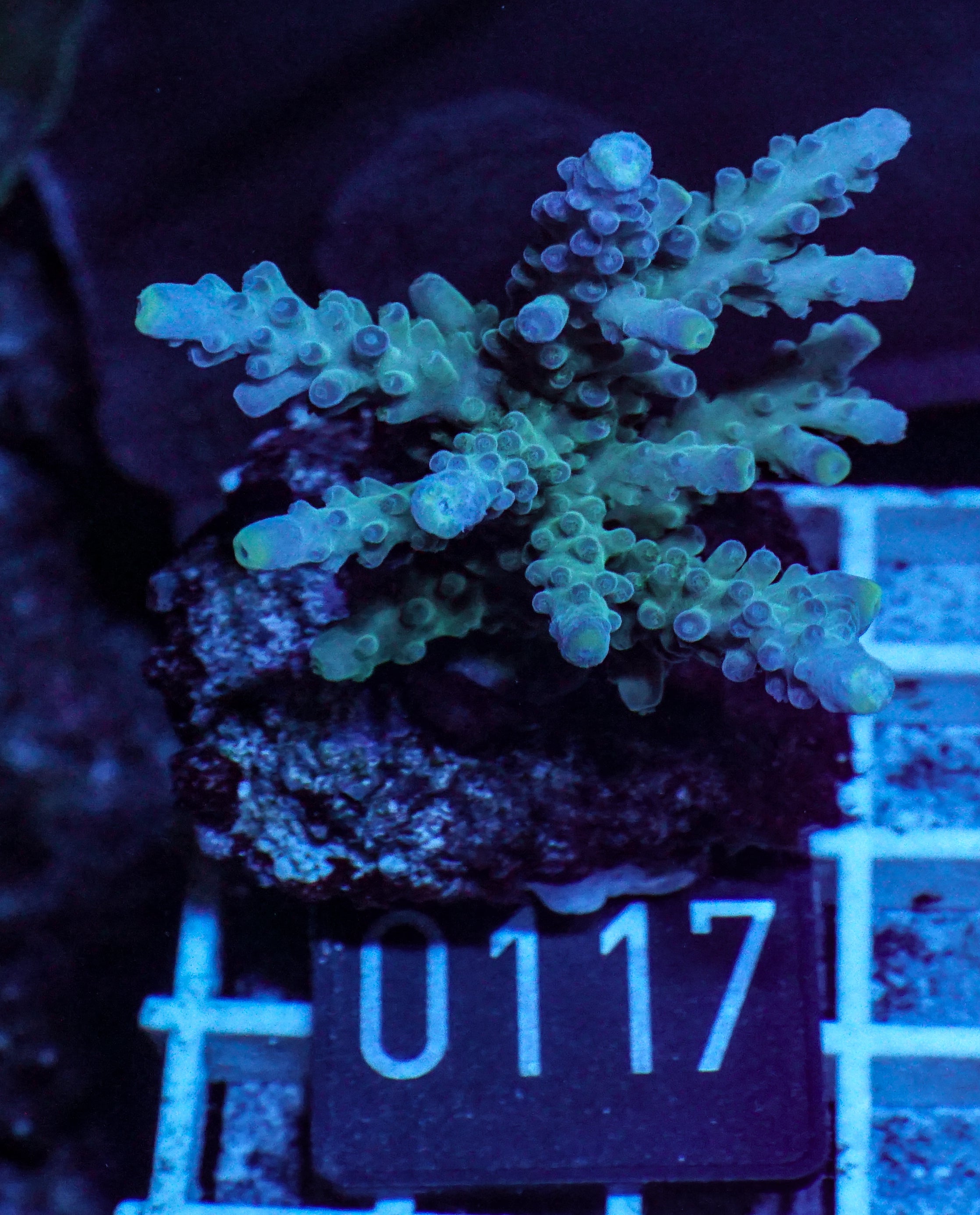 Acropora austera