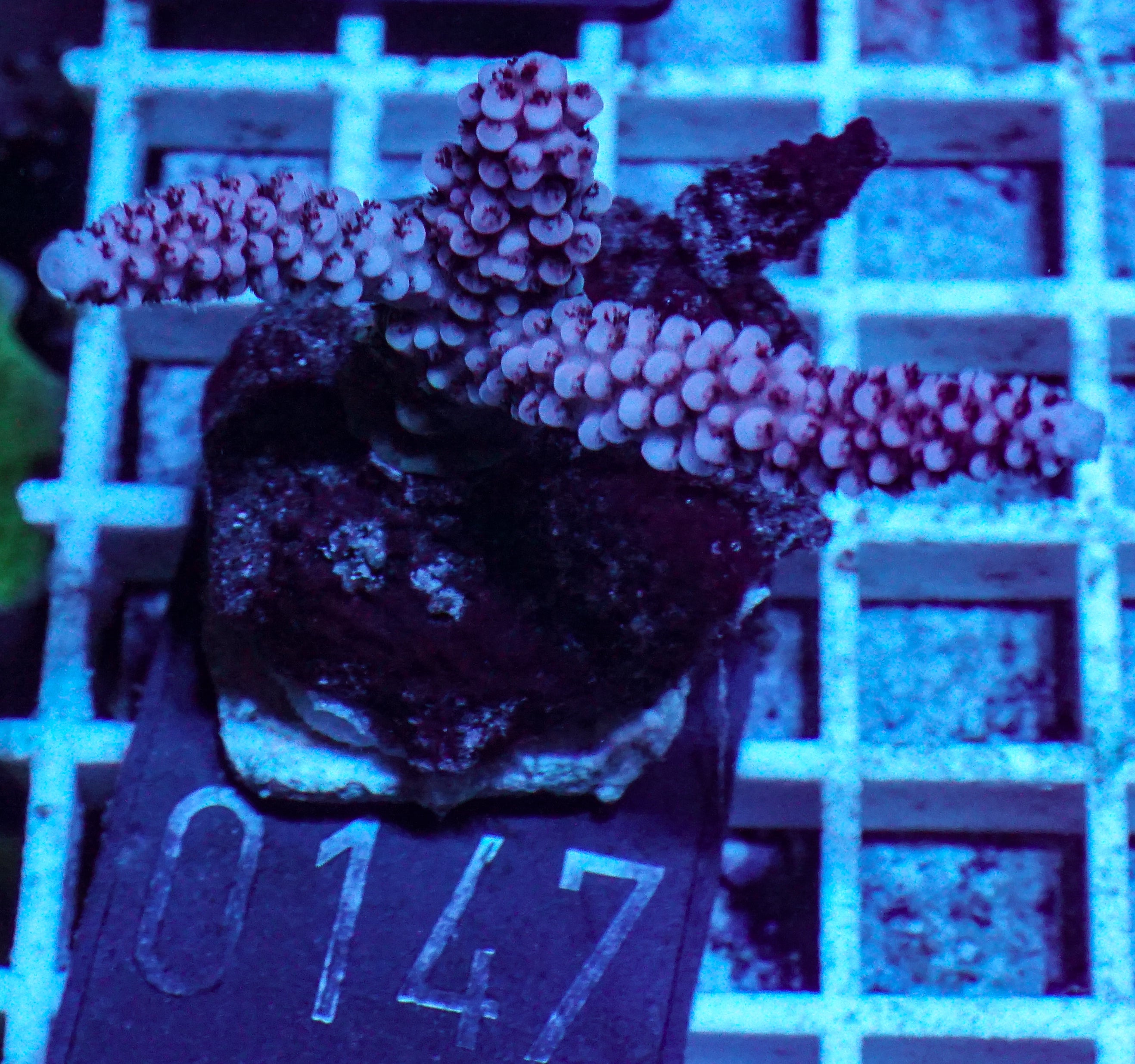 Acropora vermiculata „red jacket“