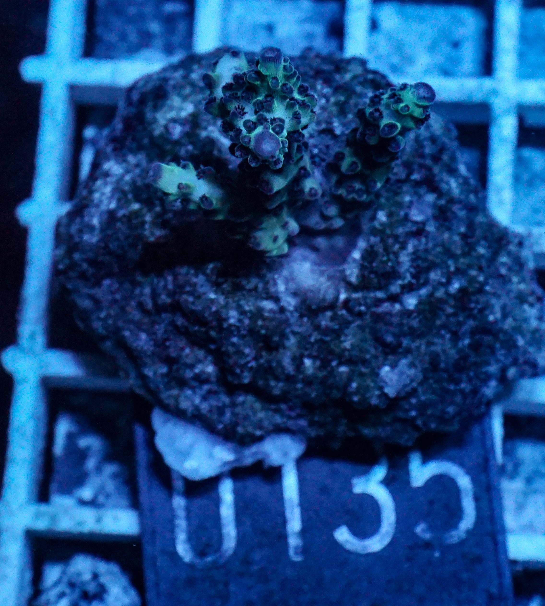 Acropora massawensis „false strawberry-shortcake“