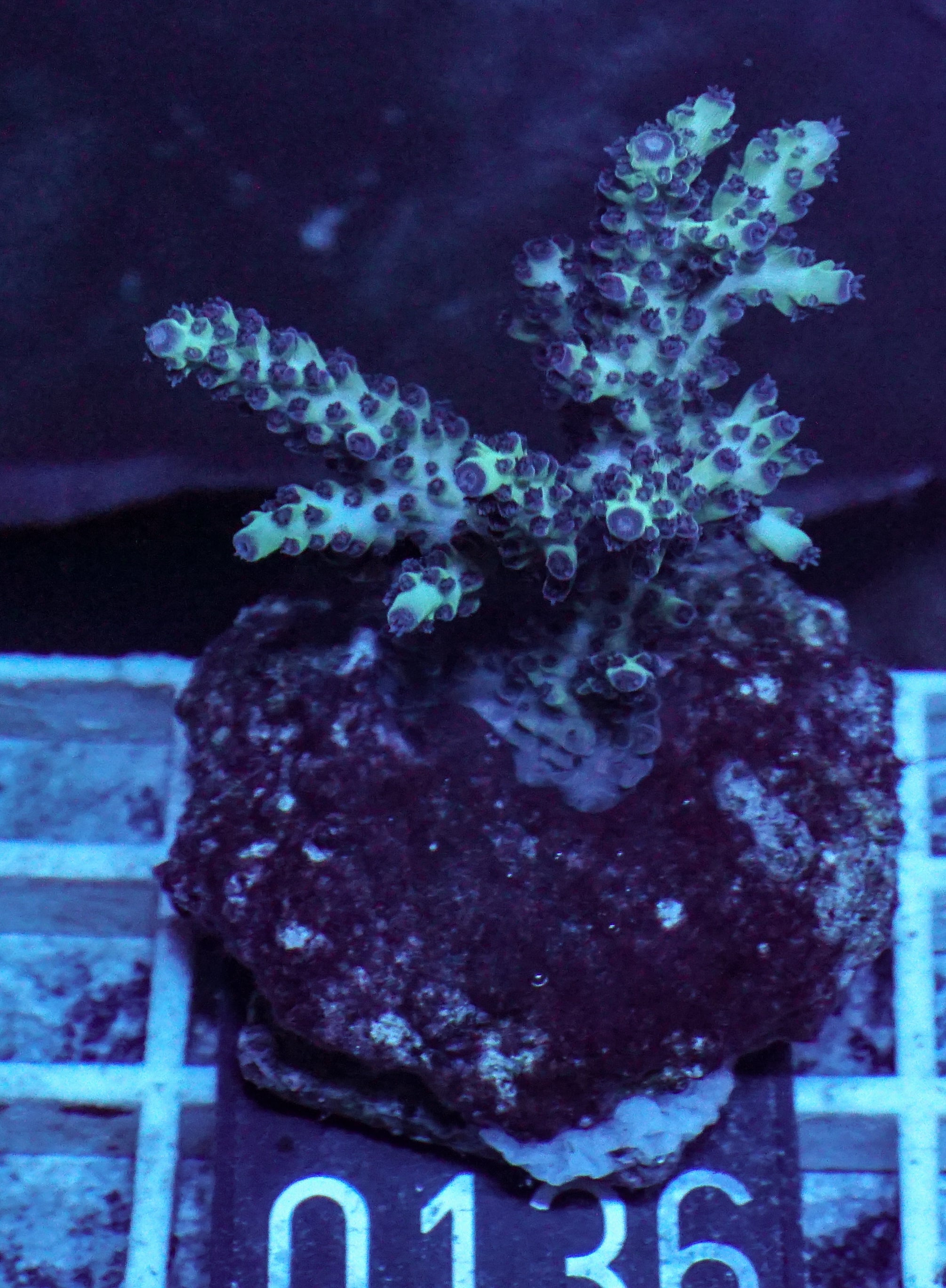 Acropora massawensis „false strawberry-shortcake“