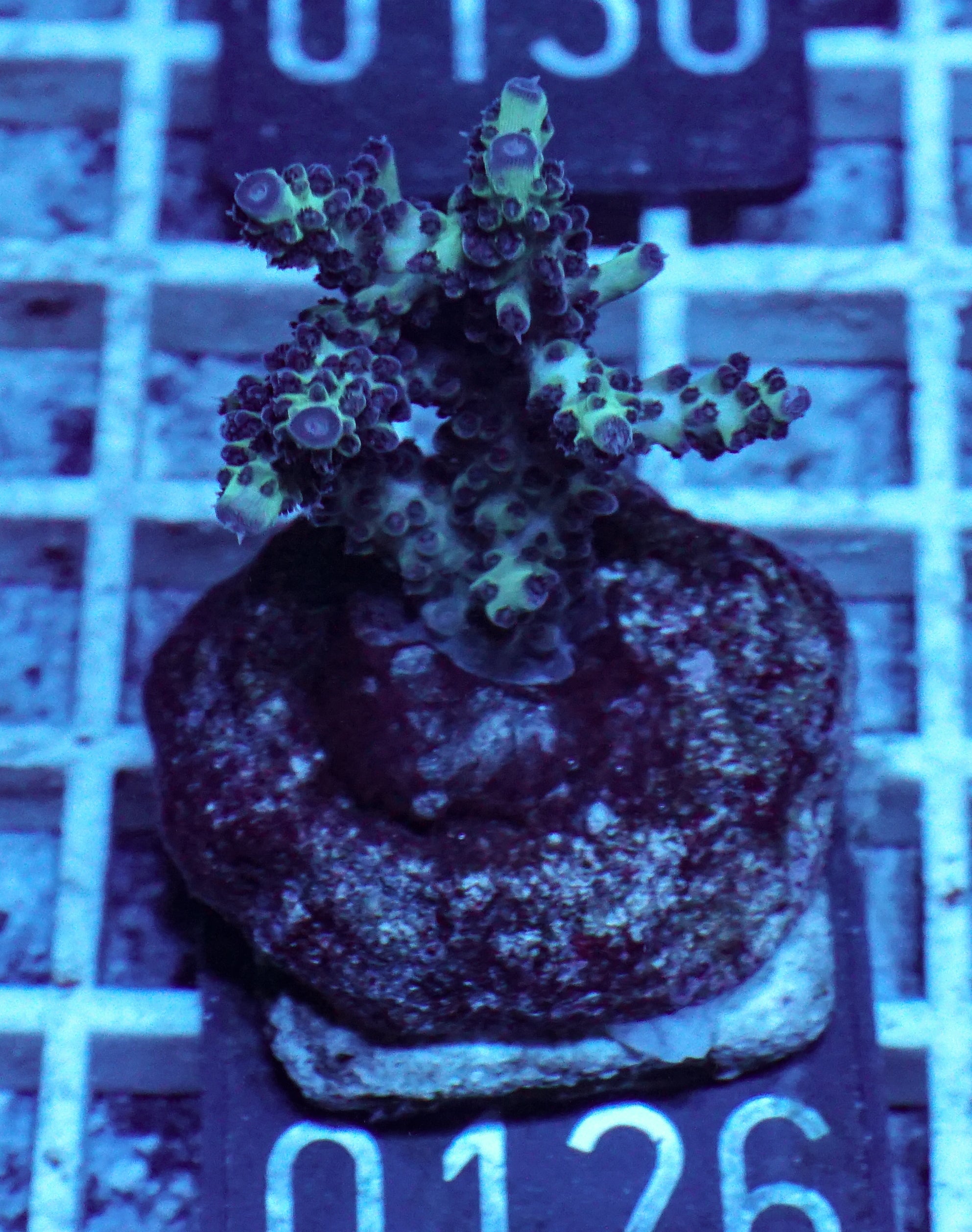 Acropora massawensis „false strawberry-shortcake“