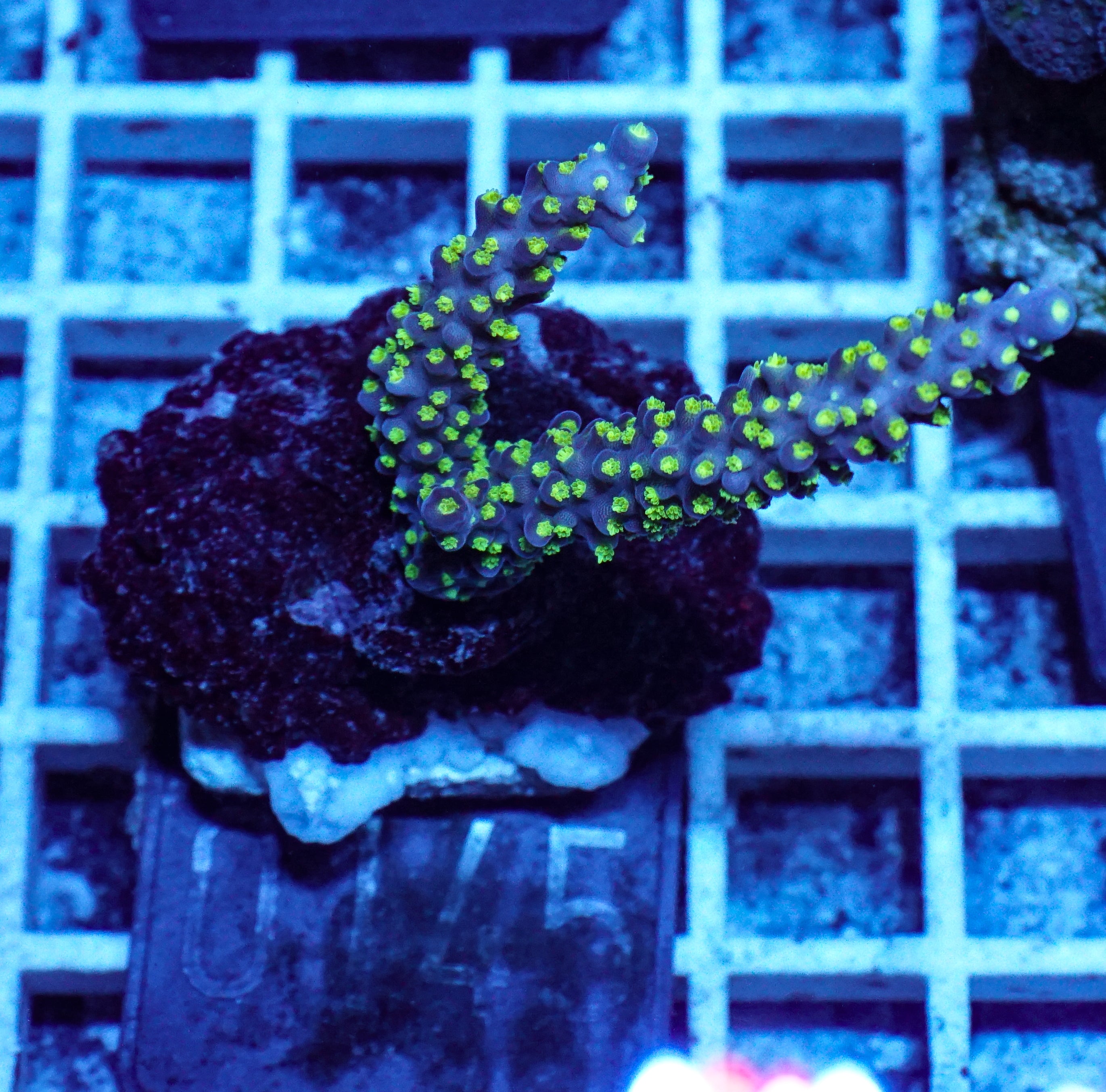 Acropora nana „tricolor“