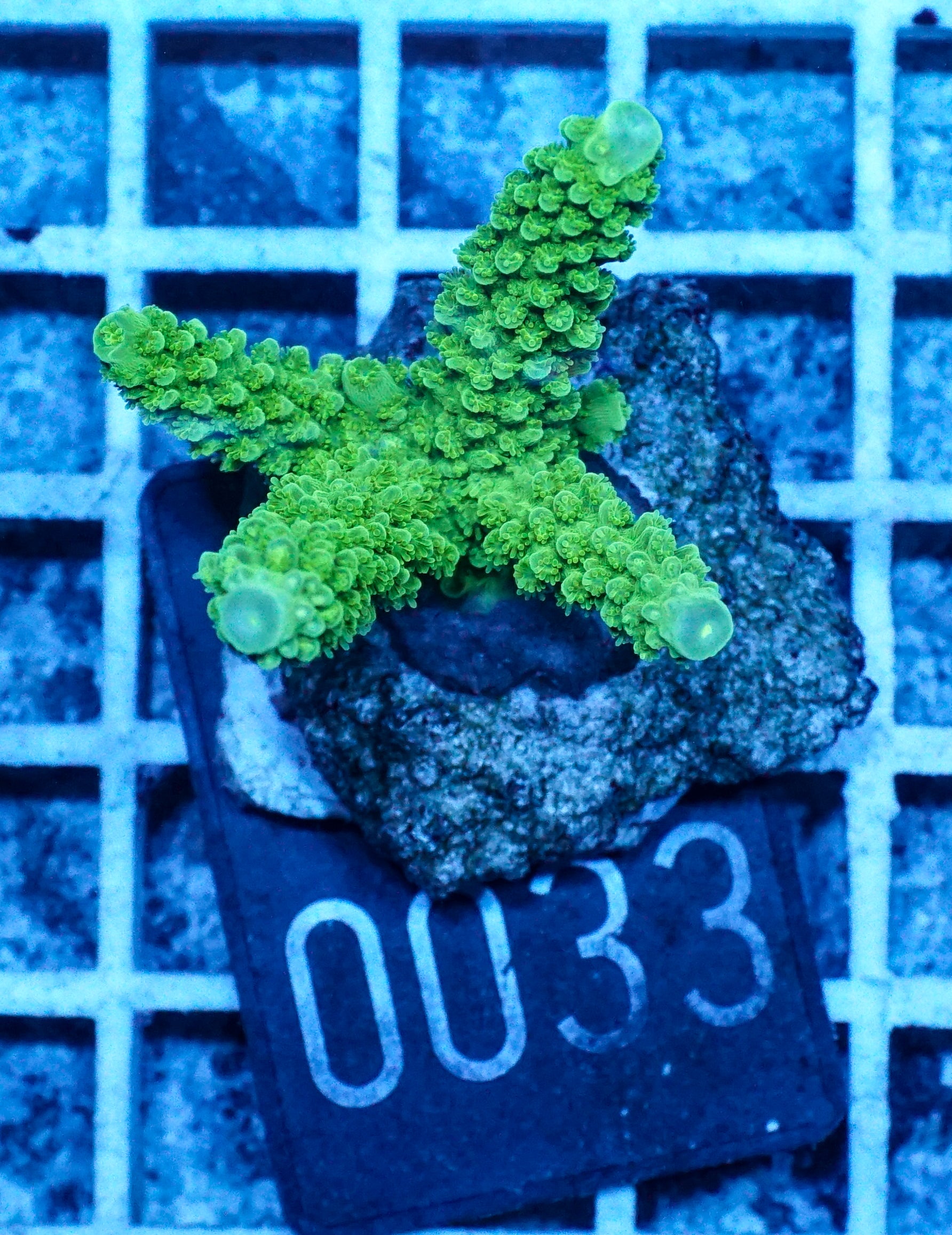 Acropora tumida "Enzmann"