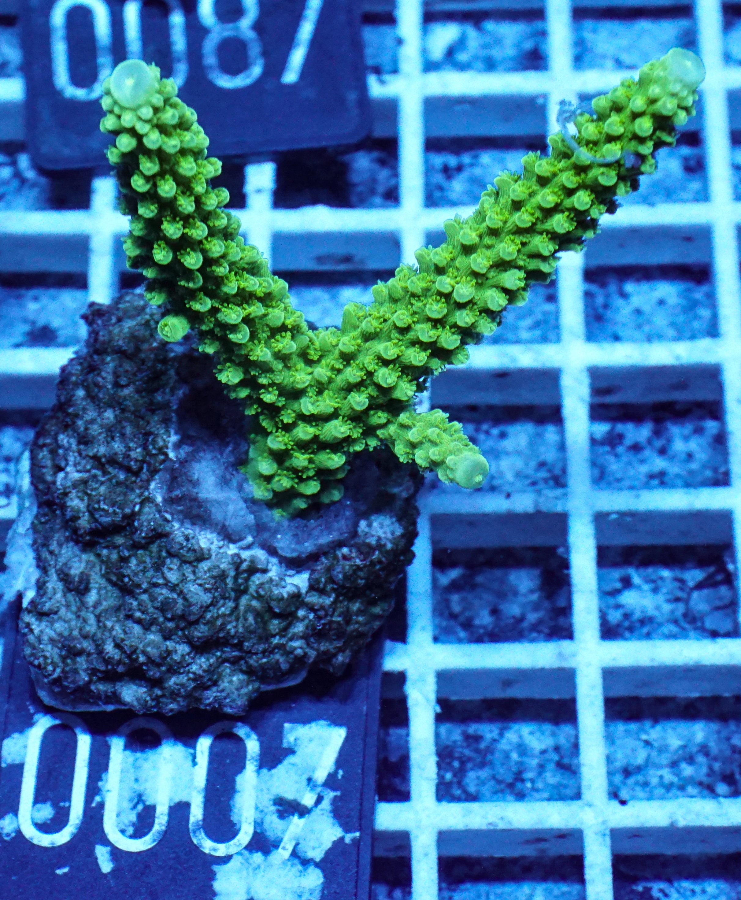 Acropora tumida "Enzmann"