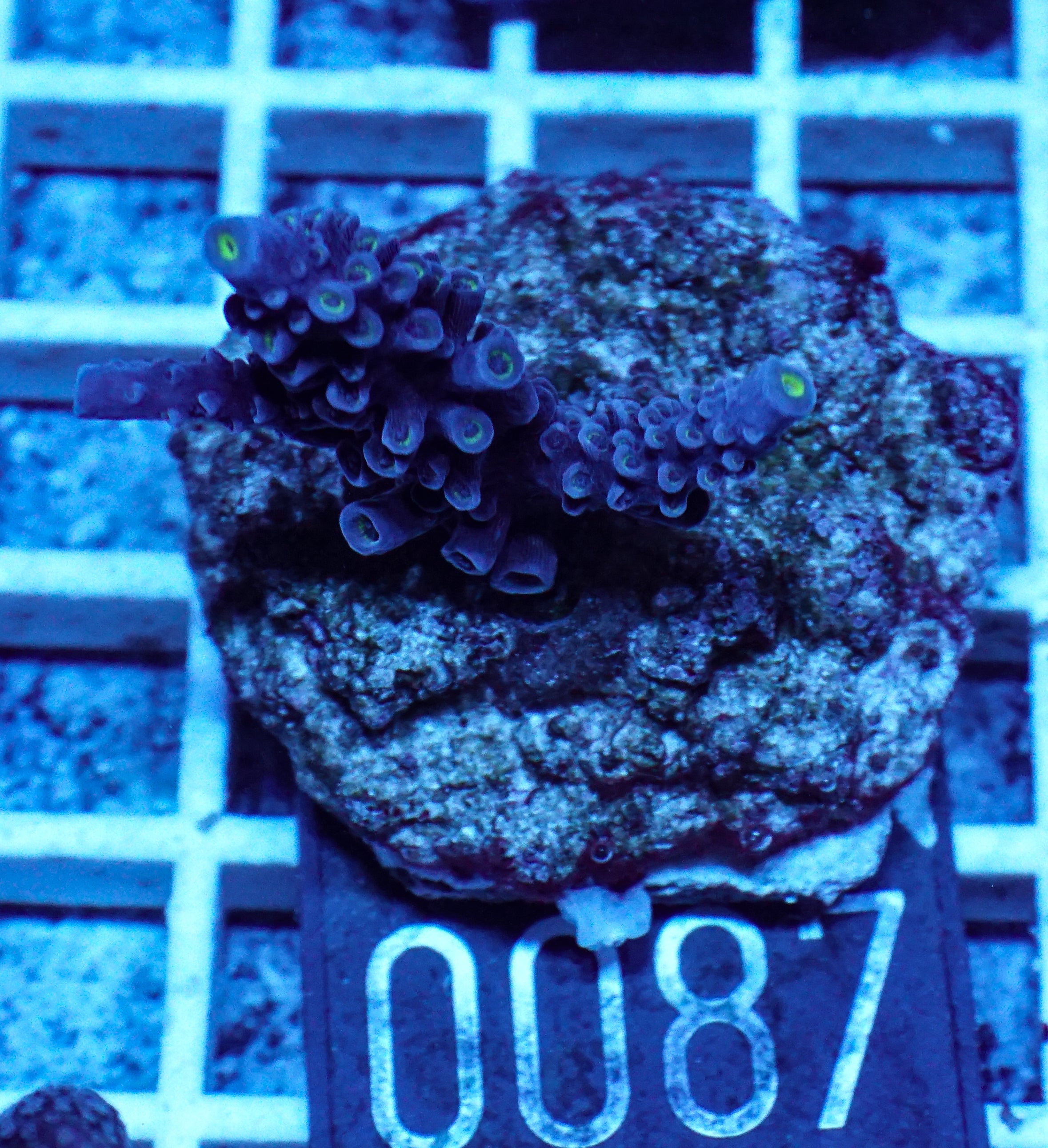 Acropora hoeskmai „blue robin“