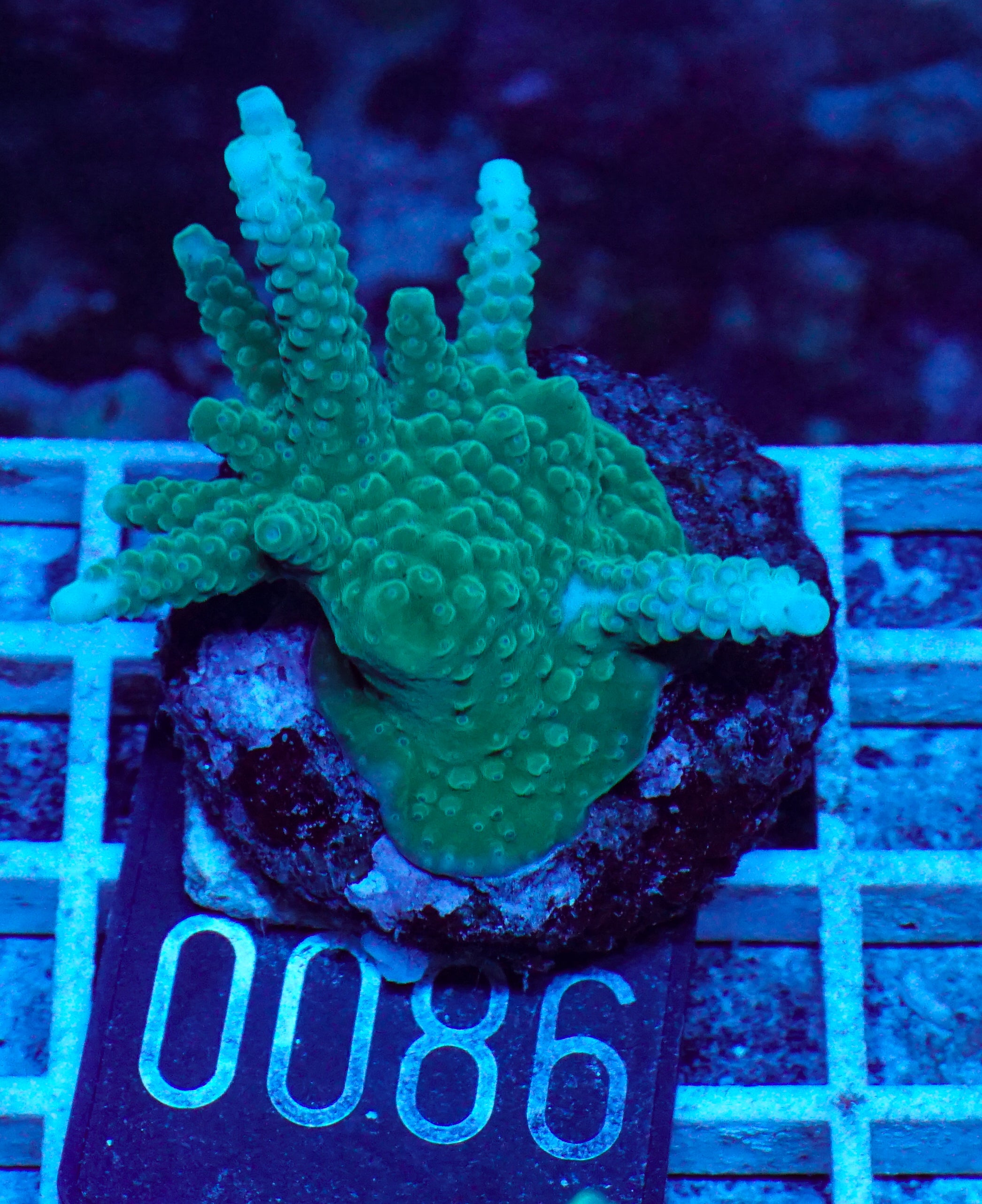 Acropora formosa