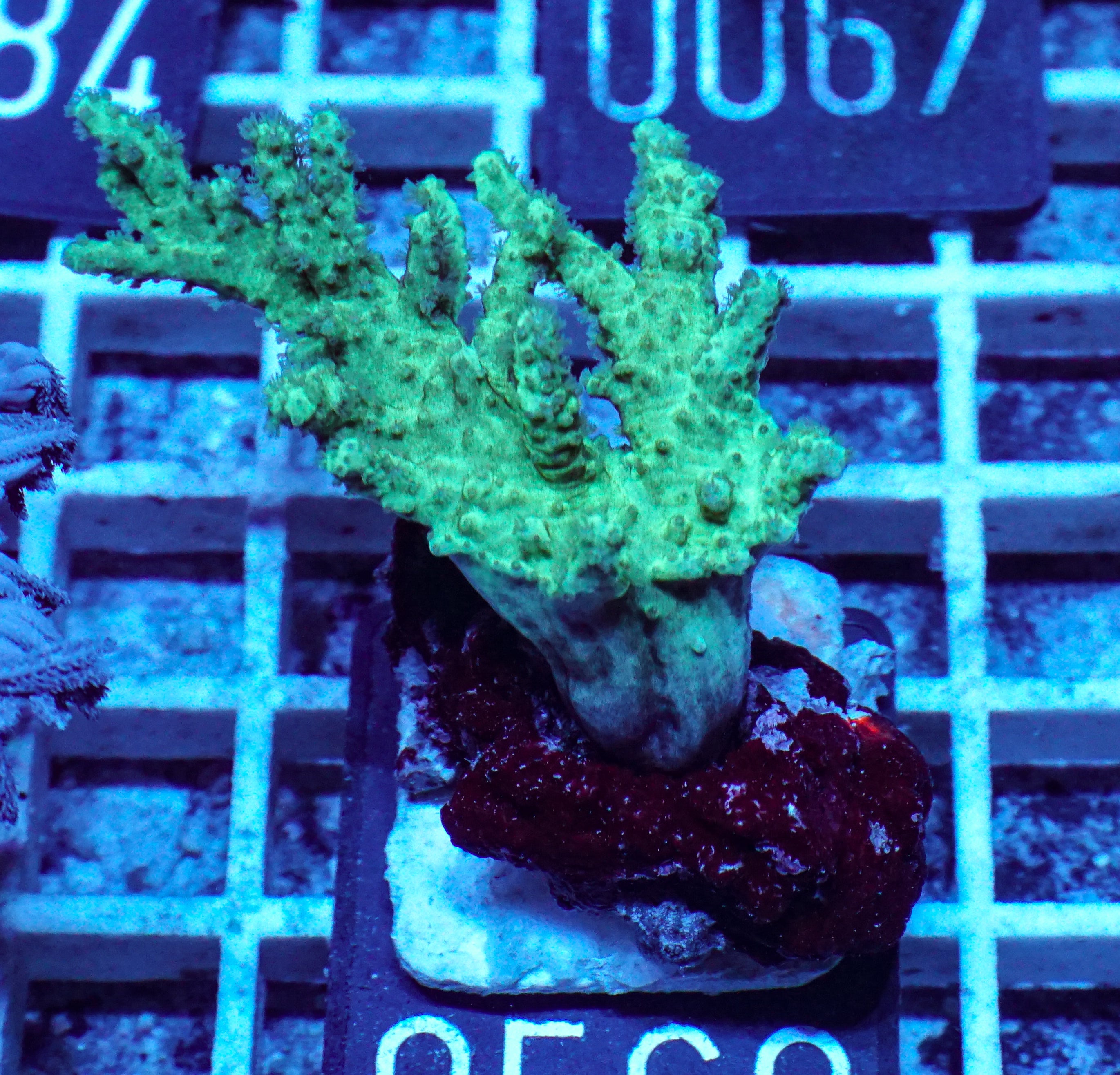 Sinularia/ Sclerophytum sp. „grün“