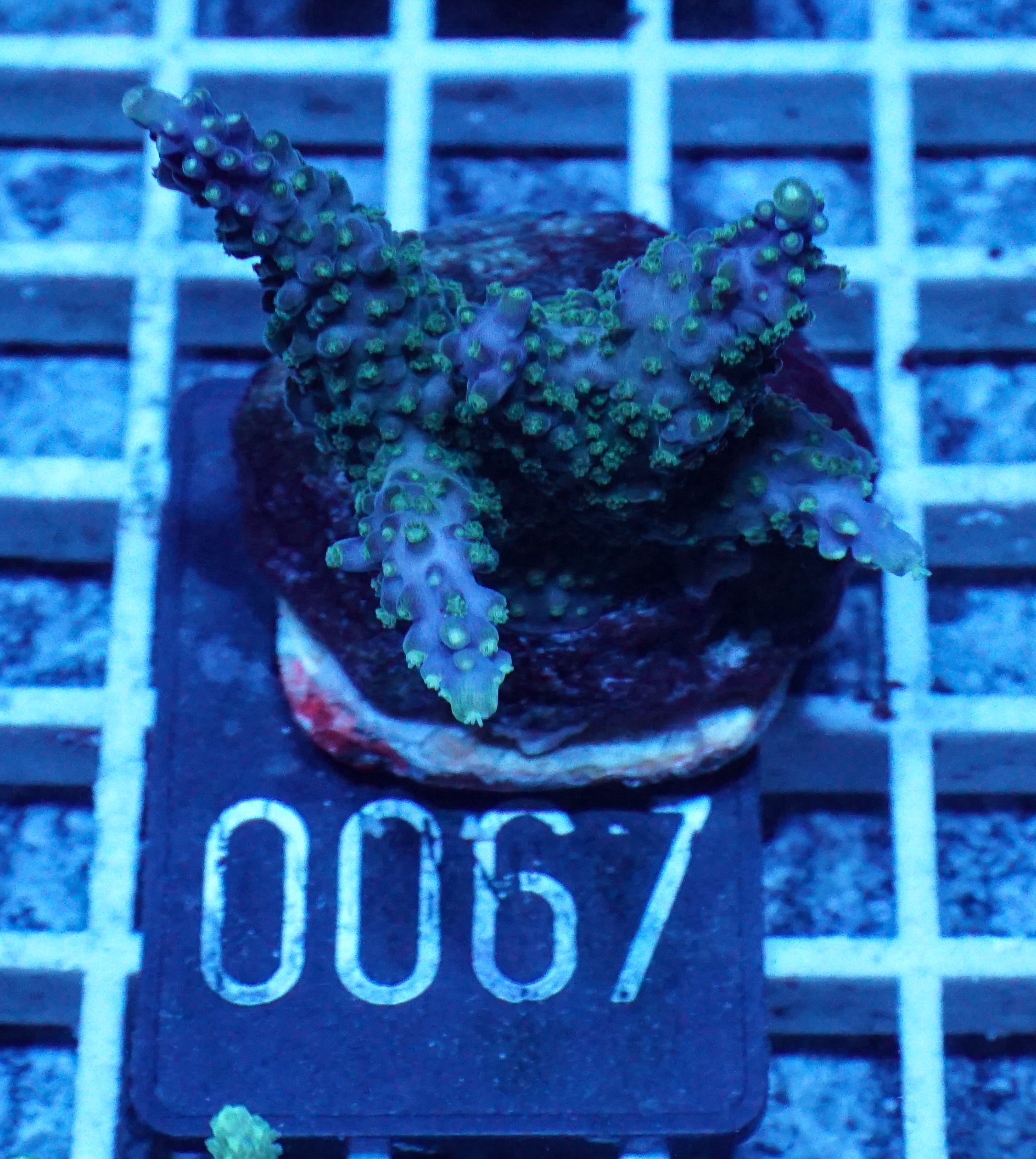 Acropora cerialis "purple rain"