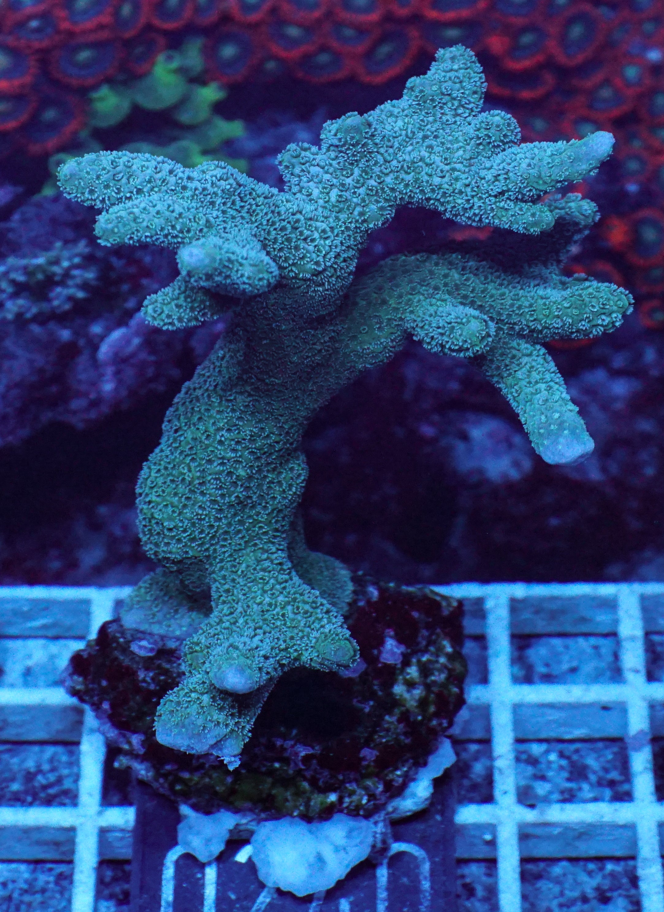 Montipora gaimardi