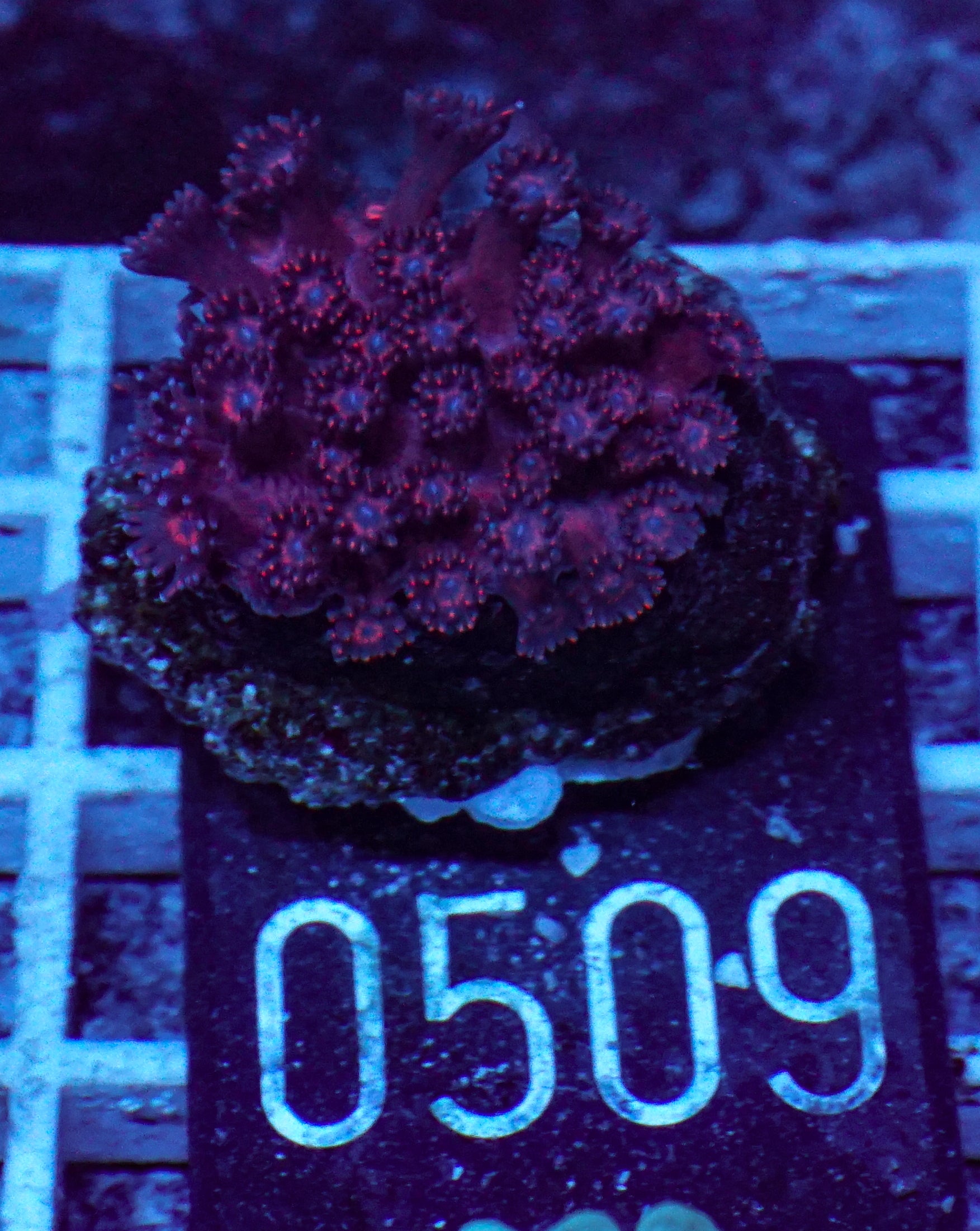 Goniopora lobata "dunkelrot"