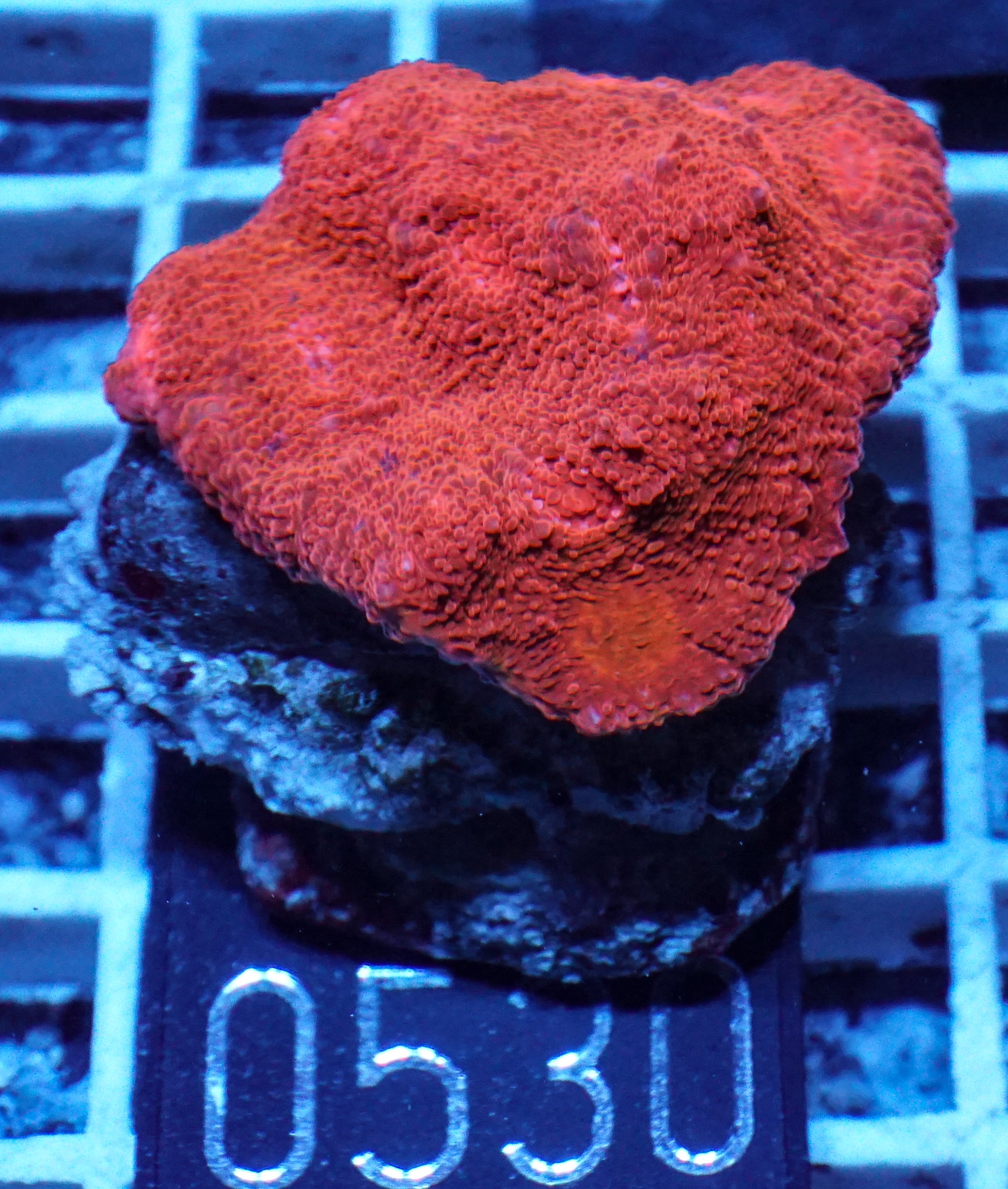 Chalice "Ruby Carpet"