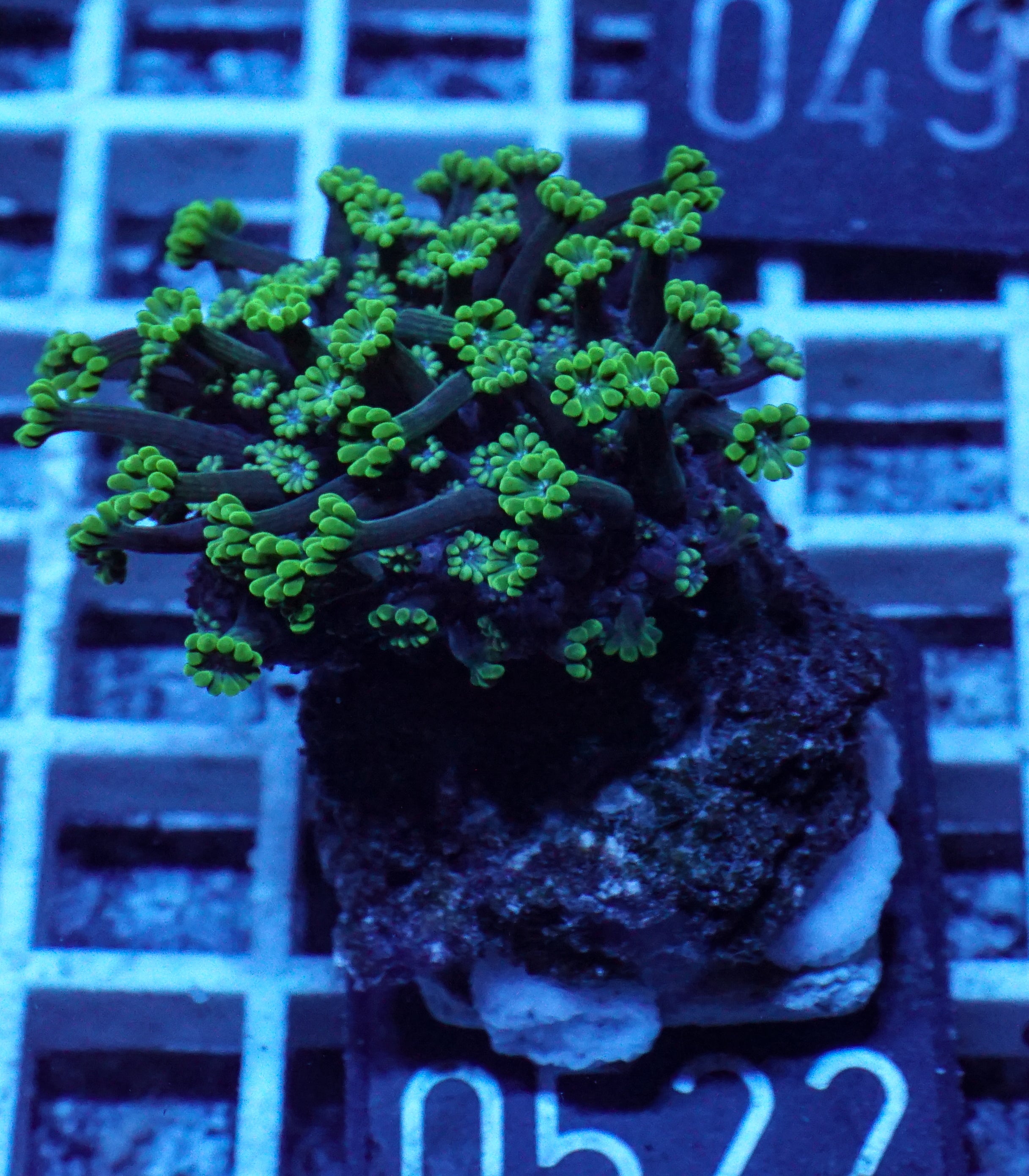 Alveopora sp. "grün"