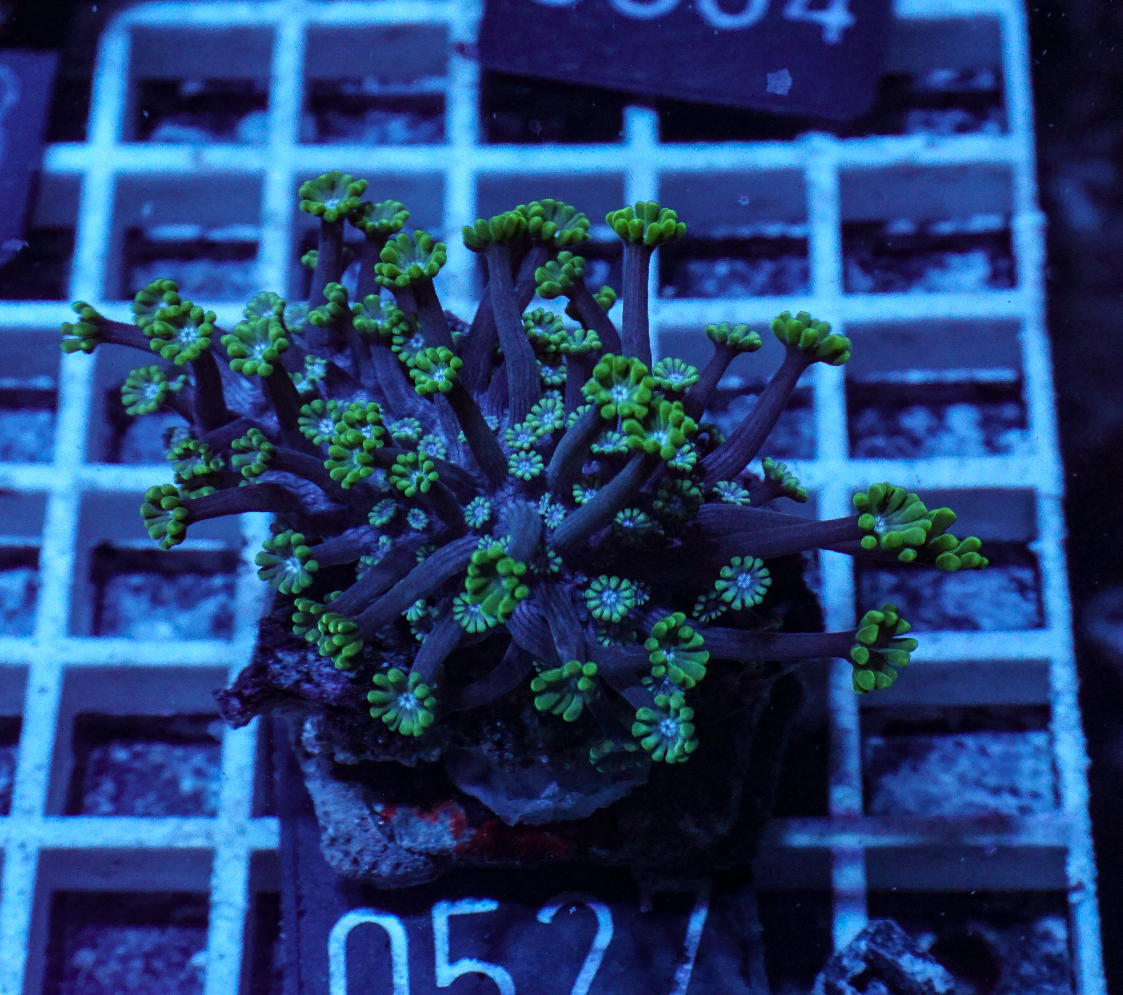 Alveopora sp. "grün"