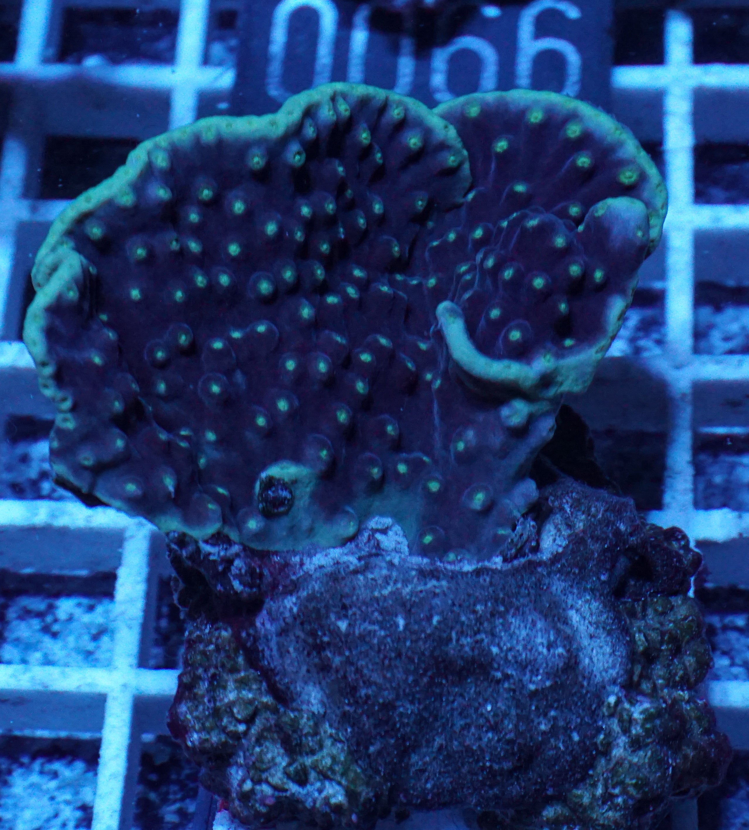 Turbinaria mesenterina