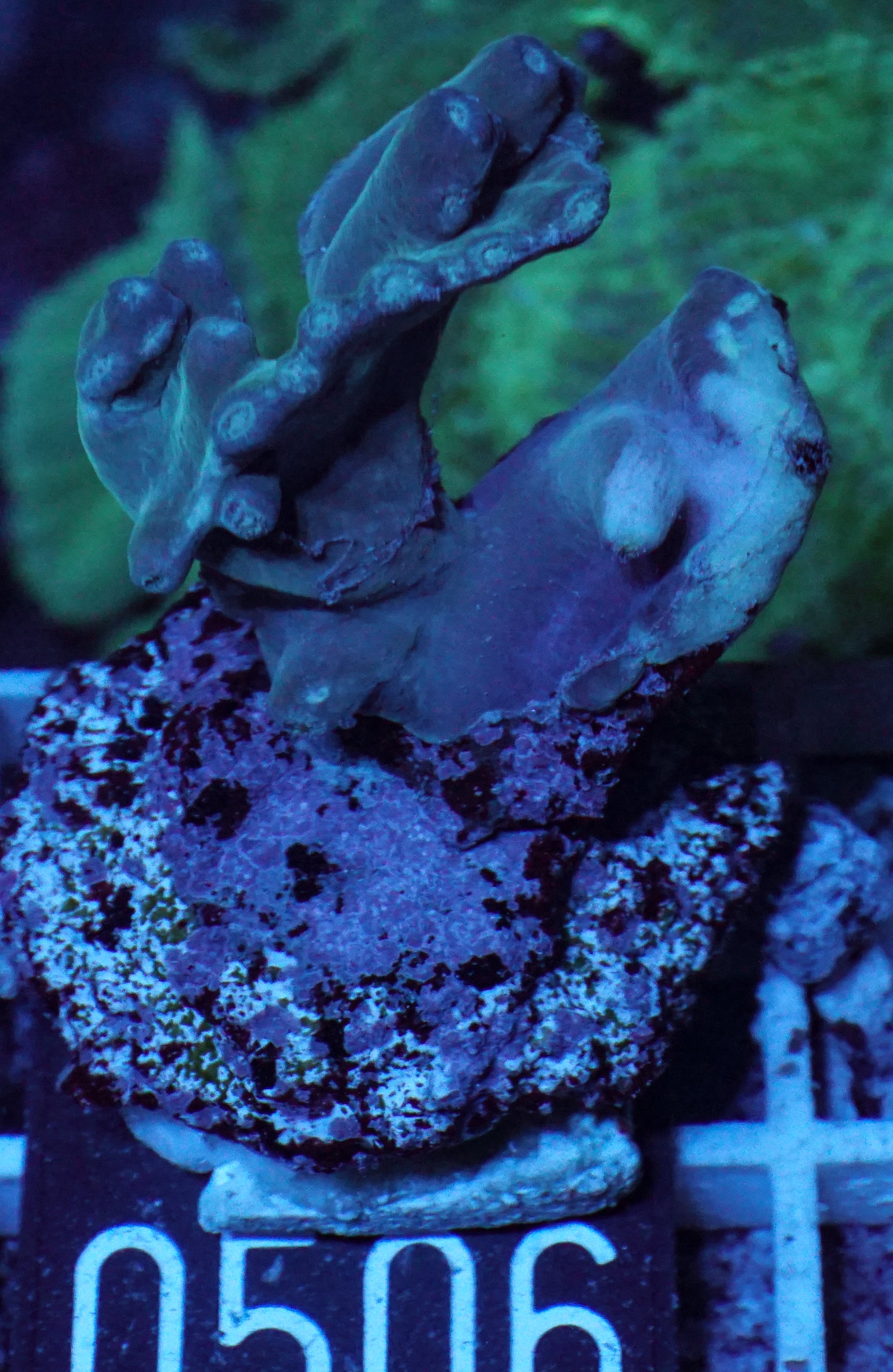 Turbinaria heronensis "rare"