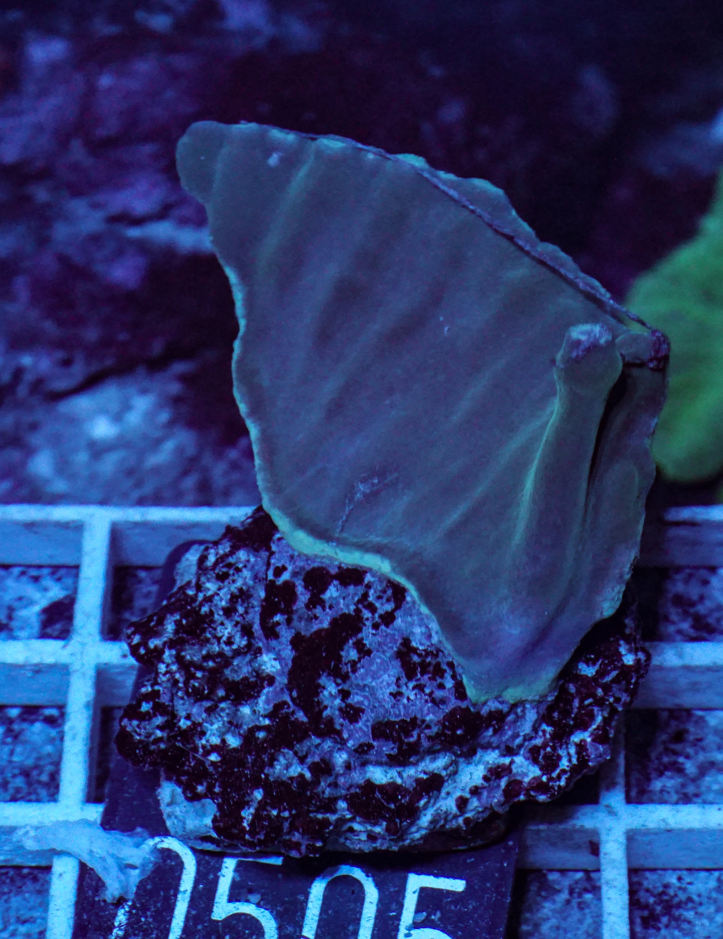 Turbinaria heronensis "rare"