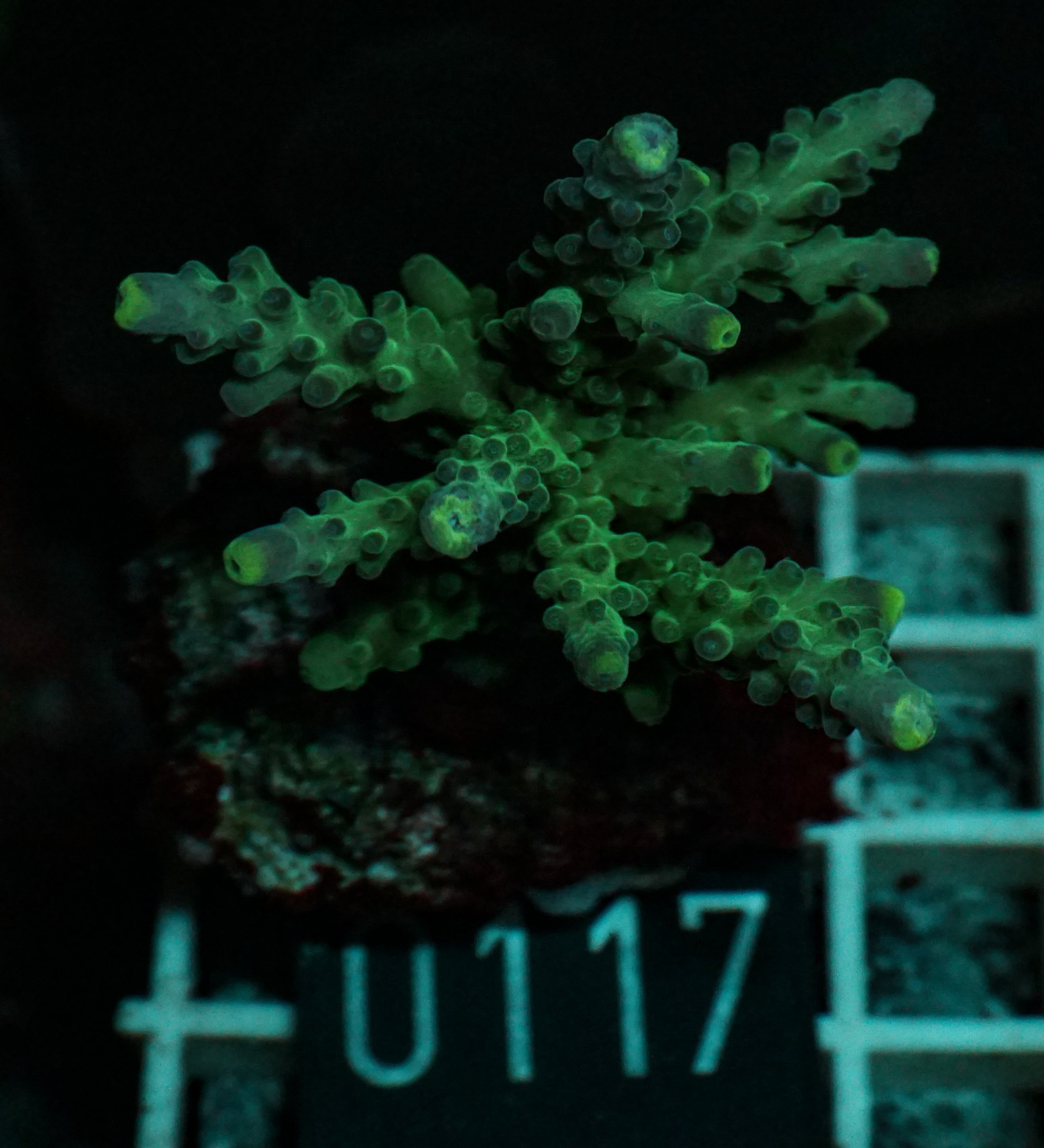 Acropora austera