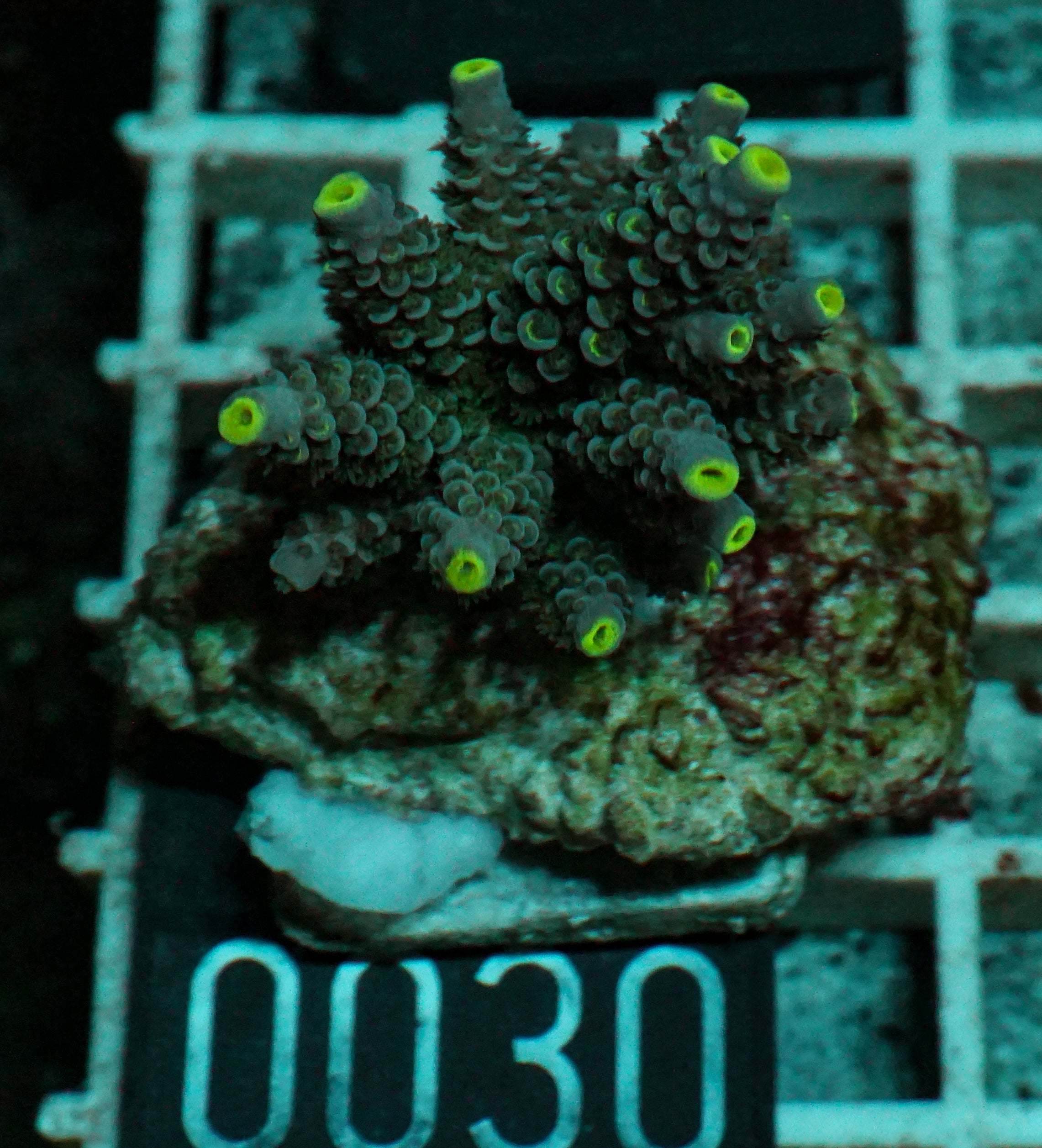 Acropora tenuis „Walt Disney art“