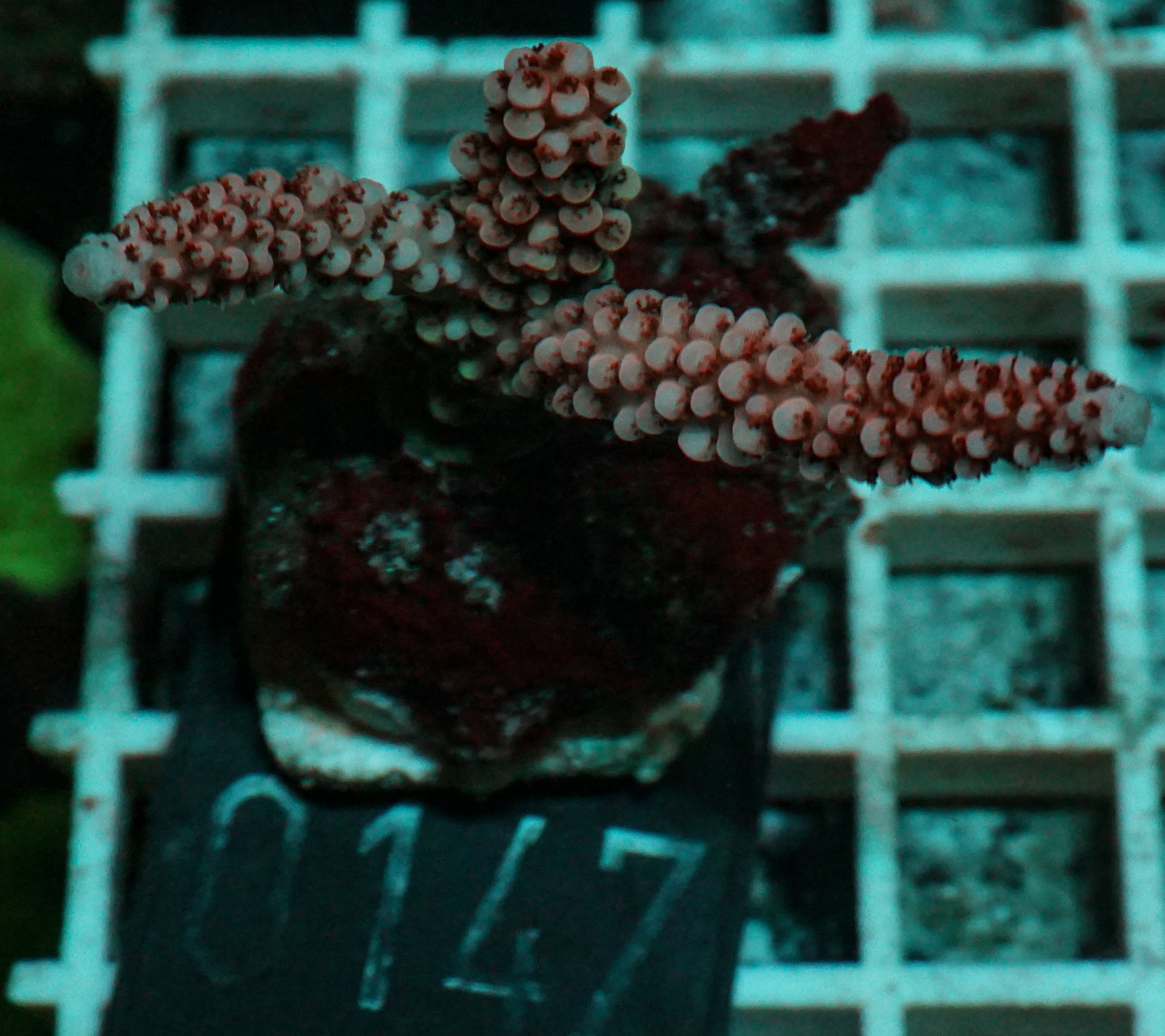 Acropora vermiculata „red jacket“