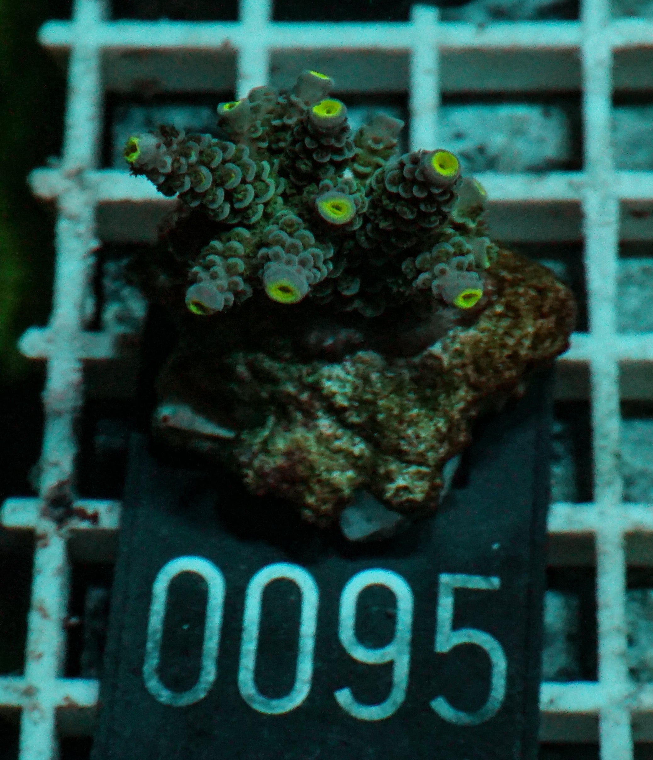 Acropora tenuis „Walt Disney art"