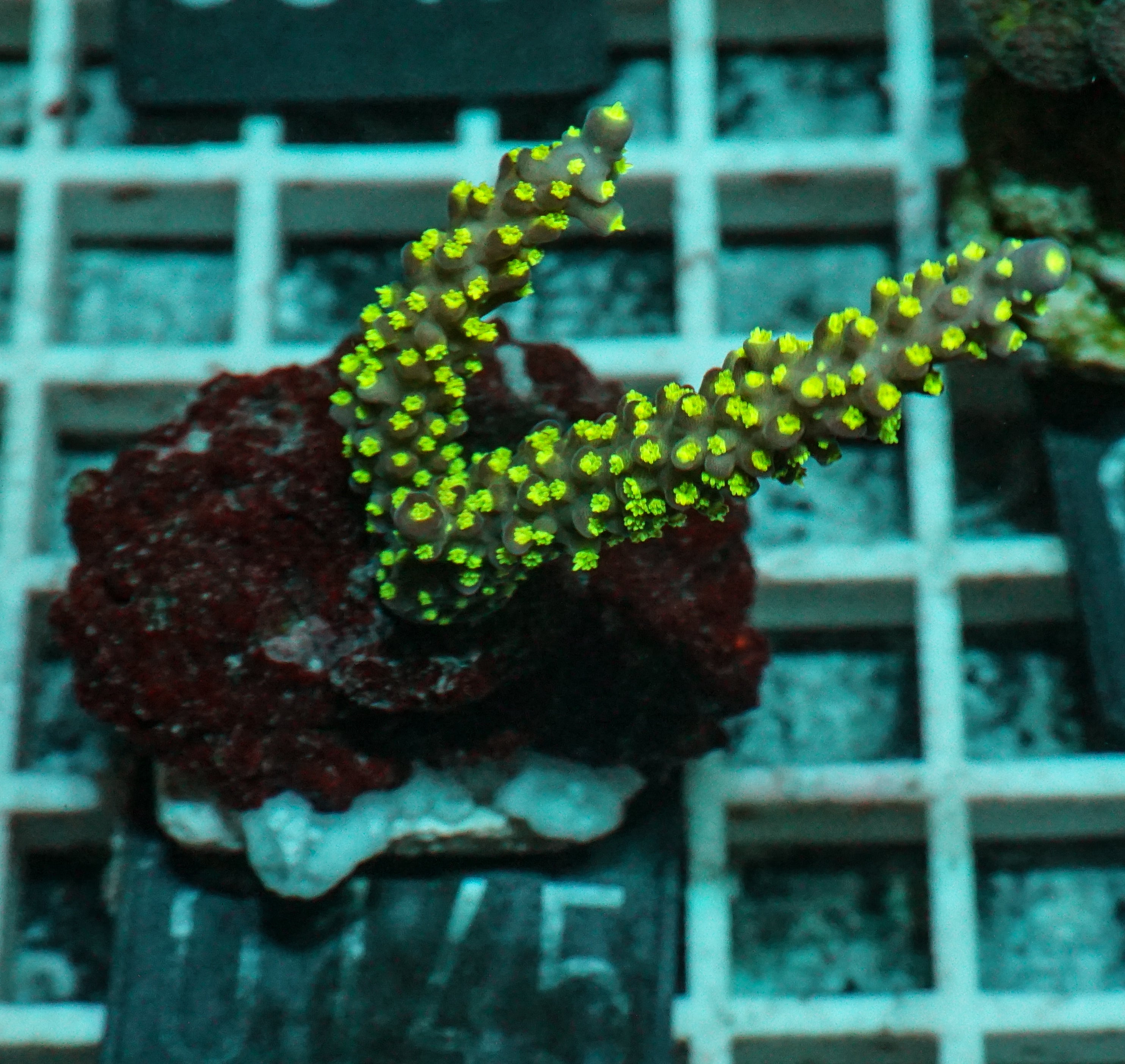 Acropora nana „tricolor“
