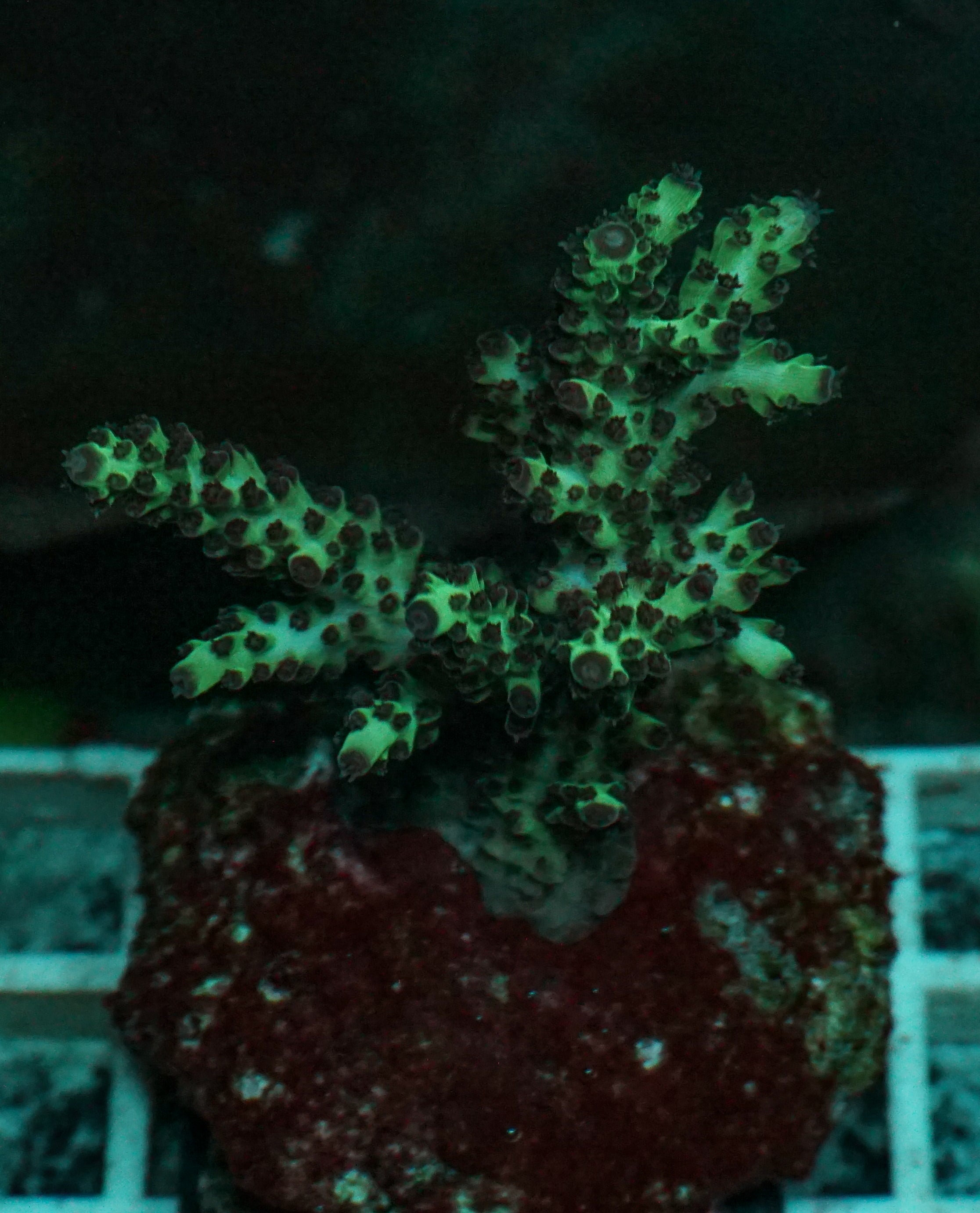 Acropora massawensis „false strawberry-shortcake“