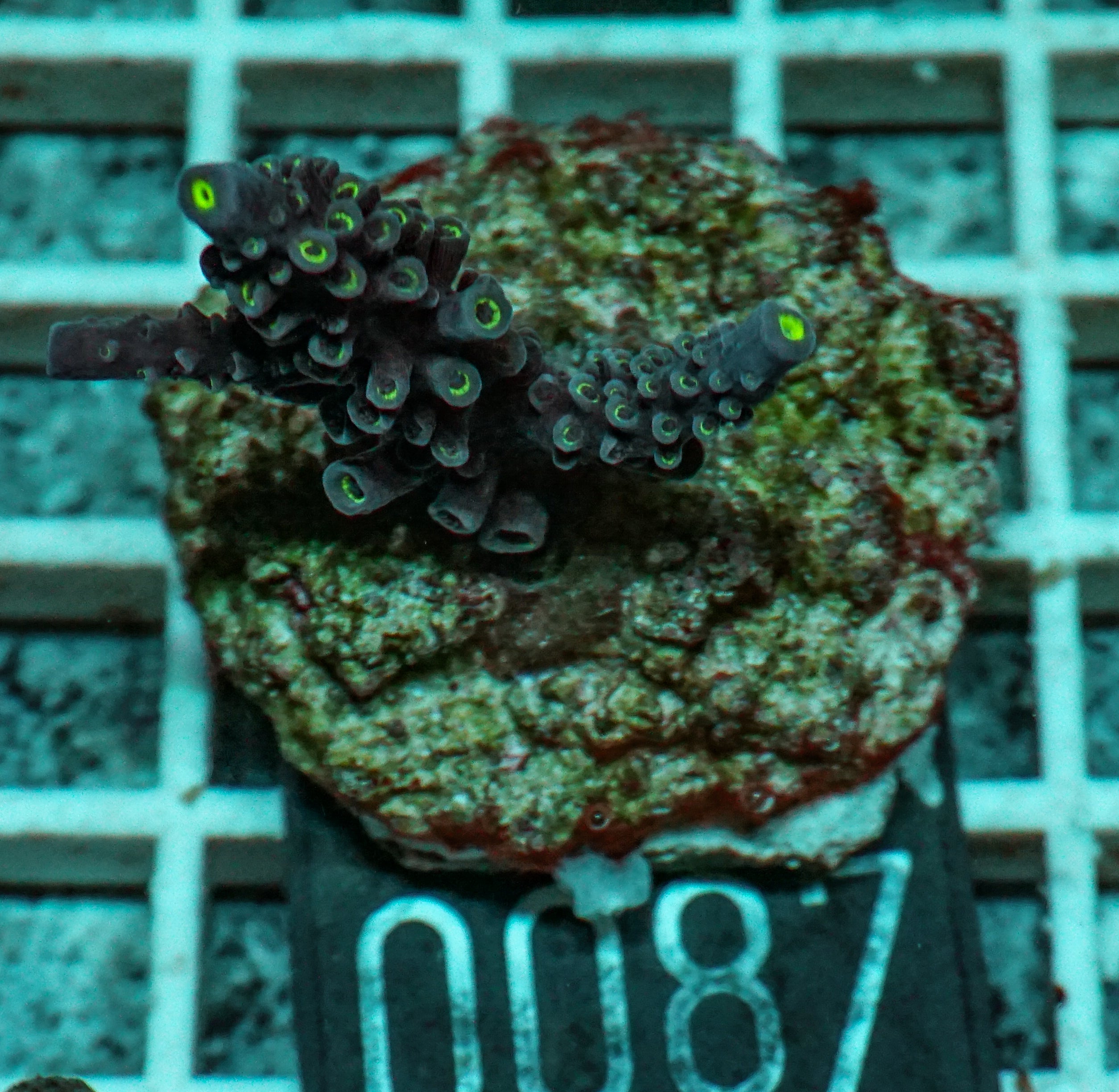 Acropora hoeskmai „blue robin“