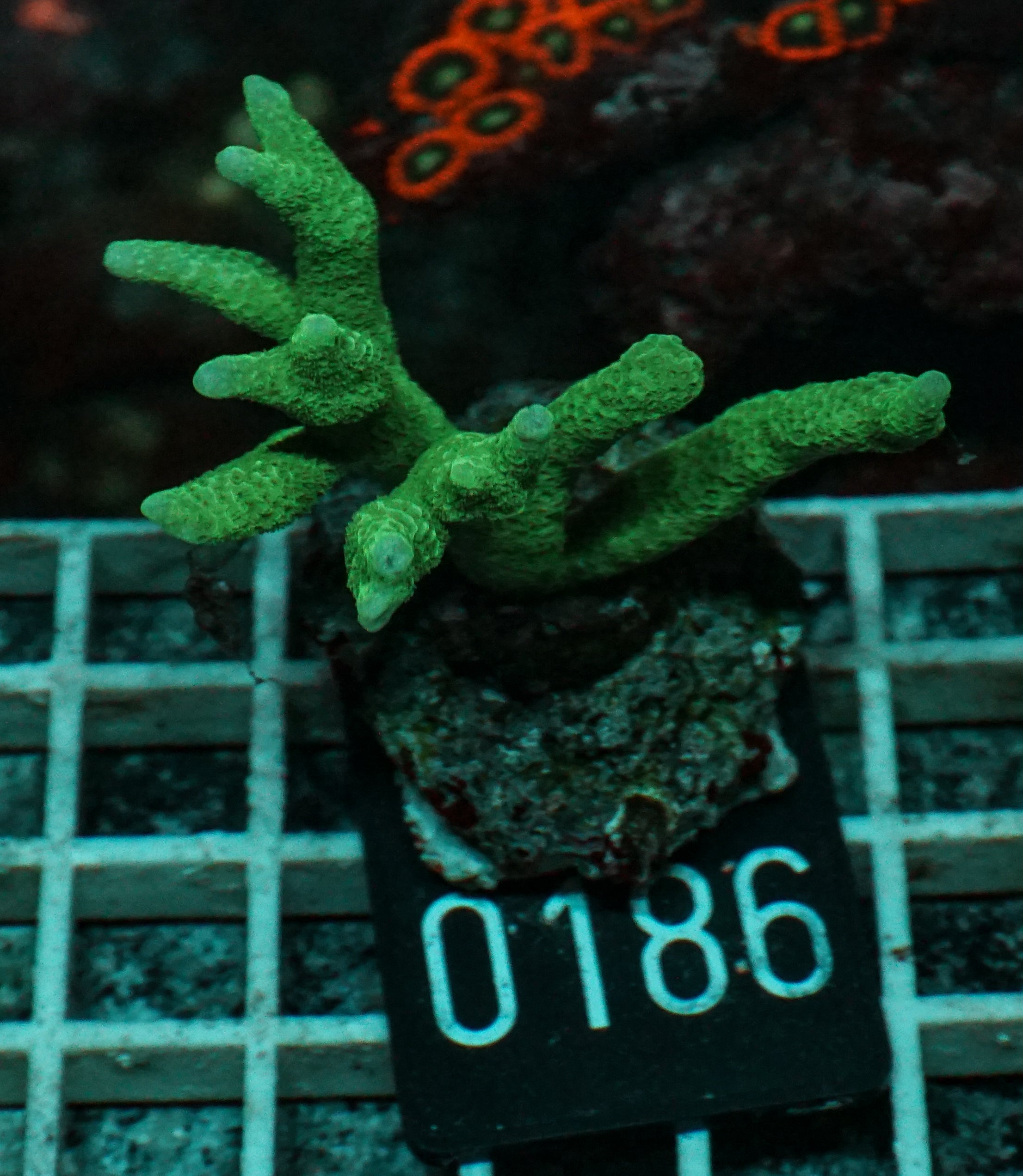 Montipora digitata purple