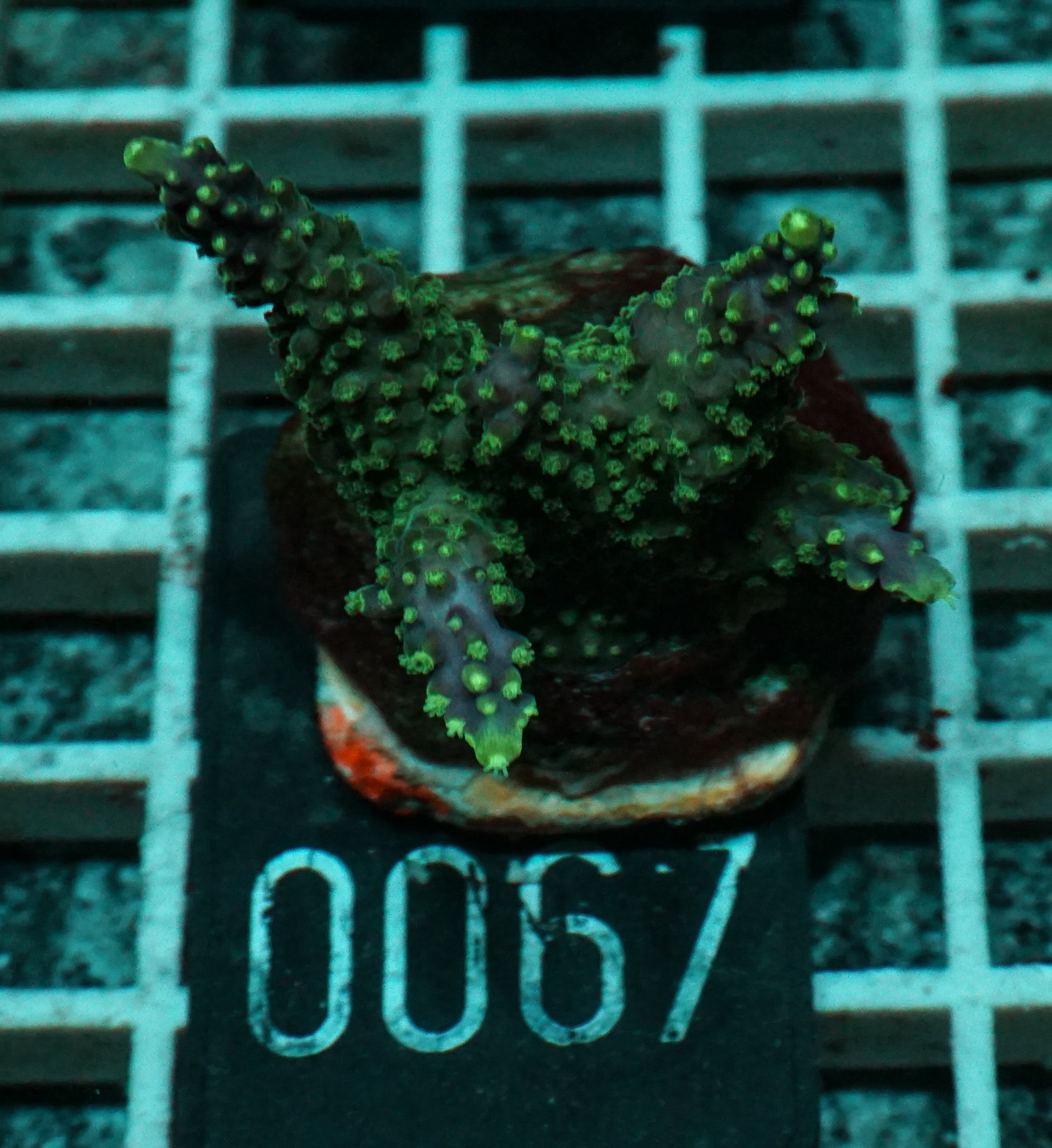 Acropora cerialis "purple rain"