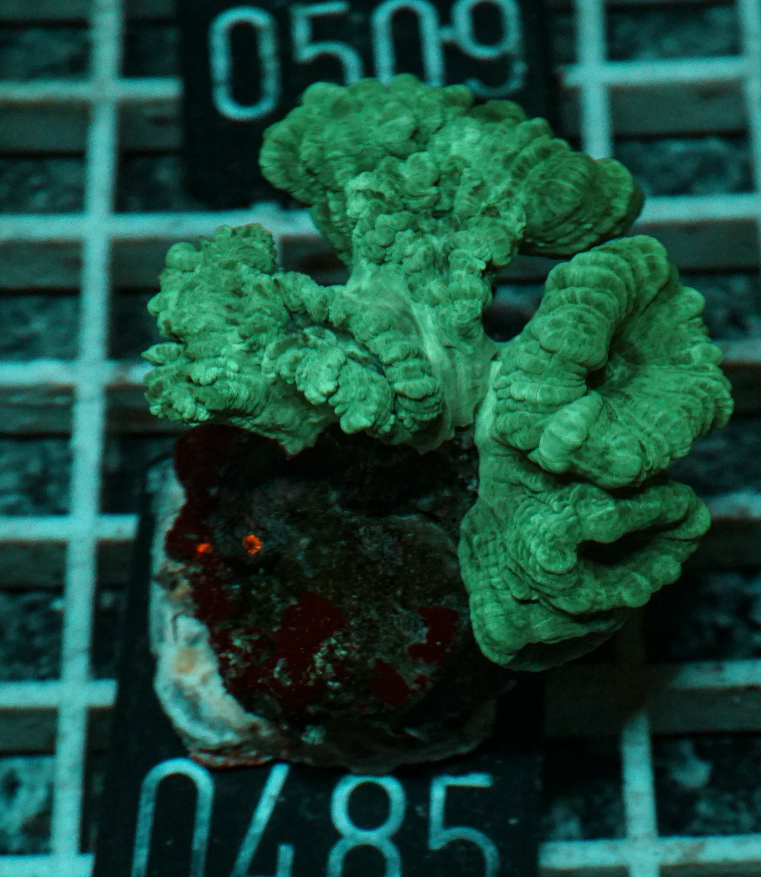 Caulastraea furcata "blau"